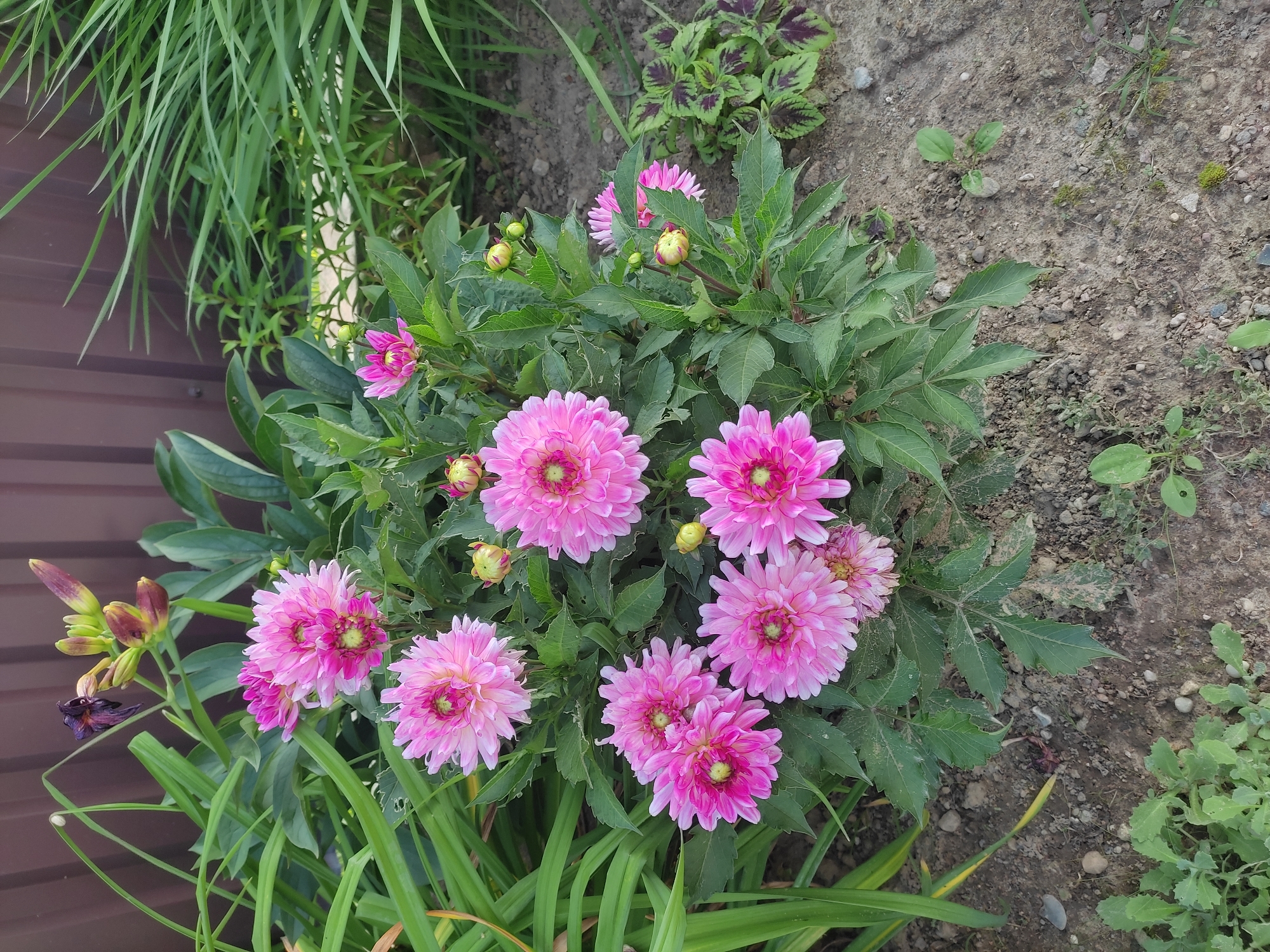 This is a close-up, ground-level photograph of a garden bed in the city of Hrodna, Belarus. The primary subjects are a cluster of vibrant pink dahlias in full bloom, accompanied by several buds. The flowers are detailed, showing intricate petal formations and a light pink to white gradient. Surrounding the dahlias are lush green leaves and stems, some of which are slightly wilted or show minor damage.
In the background, a dark brown, wooden fence provides a backdrop, with tall, thin blades of green grass extending from the right side of the frame, obscuring parts of the fence. To the lower right of the dahlias, a small plant with variegated green and purple leaves is visible. The ground is composed of dry, brown soil mixed with small stones and pebbles, with a few sparse green weeds.
In the upper left corner, a wilting dark purple flower bud and several green, unopened flower buds from a different plant are present, adding a touch of contrast to the vibrant pink dahlias. The lighting suggests it is daytime, with soft, natural light illuminating the scene. There are no people or animals in the image. The scene depicts a well-maintained, yet natural-looking, garden setting.