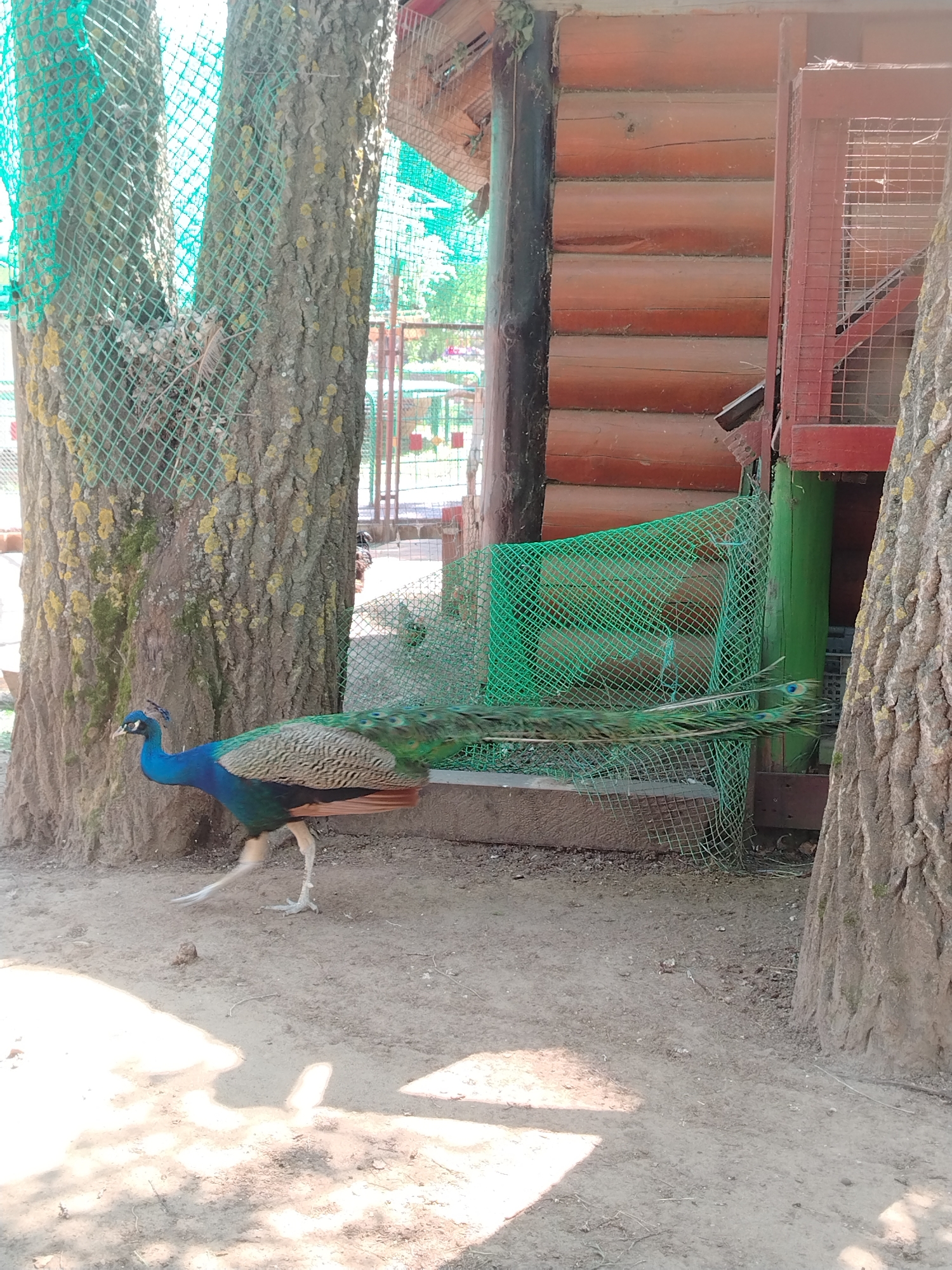 The image shows a peacock walking on a dirt ground between two trees. A section of a wooden building is visible to the right of the peacock. The location is Chaikovsky, Russia. A green netting surrounds the tree on the left and a green wire cage or enclosure is between the peacock and the wooden structure.