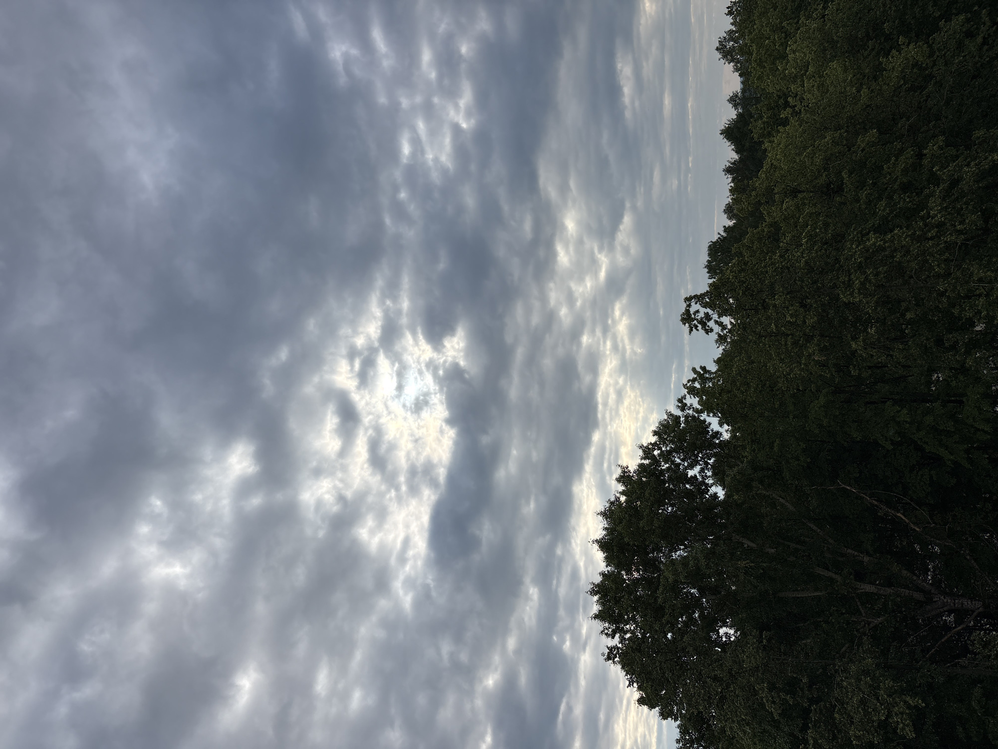 An overcast sky with breaks of light filters through the clouds above a dense canopy of dark green trees. The foreground is dominated by the upper branches of several trees, with one large tree on the left showing lighter-colored bark and branches. The middle ground and background consist of an extensive, undulating line of trees. The scene is devoid of human presence or any discernible urban structures, suggesting a natural or park-like environment within or on the outskirts of Chaikovsky, Russia. The lighting indicates it is likely late afternoon or early evening under a cloudy sky.