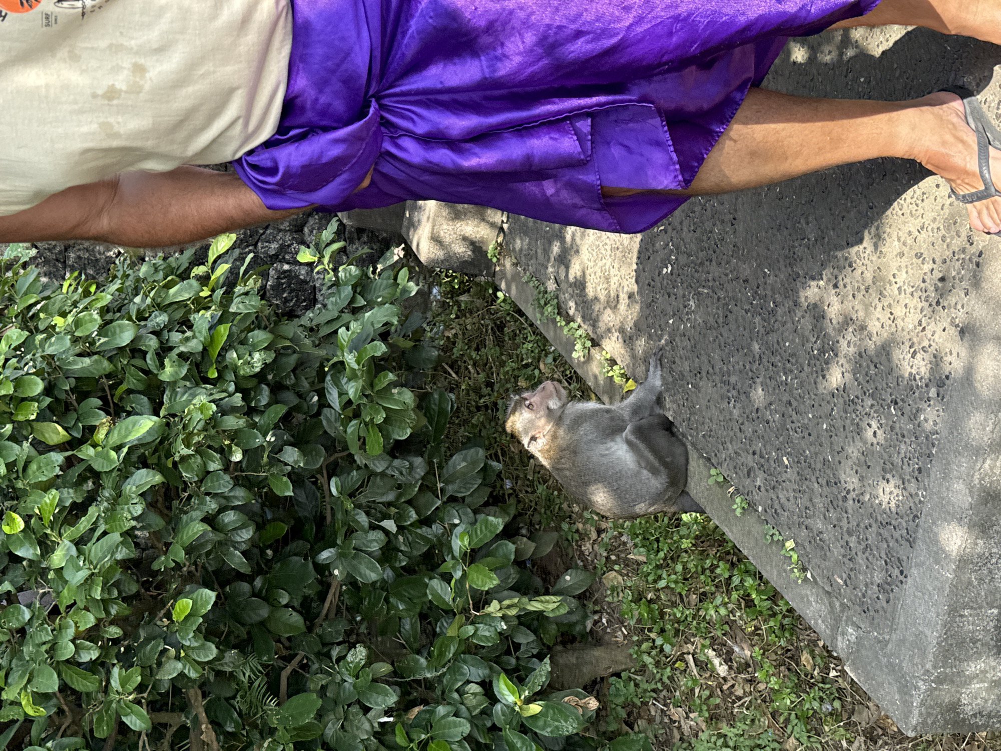 The image depicts a monkey sitting on a concrete ledge, next to a person wearing purple shorts, a beige shirt and flip flops, in Kuta Selatan, Indonesia. Dense green foliage occupies the lower left portion of the frame. The ground around the ledge is covered with sparse vegetation and fallen leaves.
