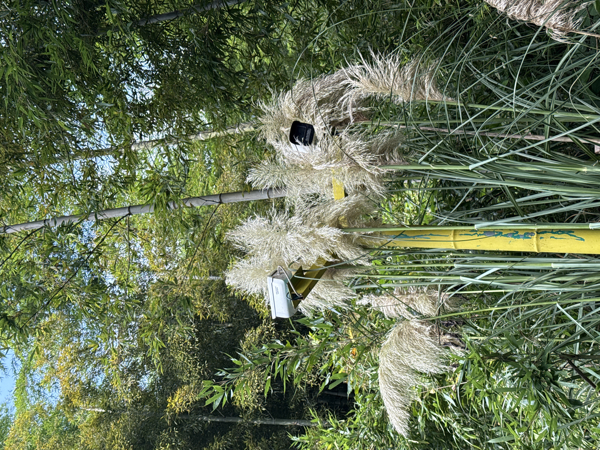 The image captures a dense bamboo forest with a bright yellow pole emerging from the vegetation. A white security camera is mounted on top of the pole, with its lens facing left. Another camera, black in color and square-shaped, is attached to the right side of the pole. Large, feathery plumes of pampas grass surround the base of the pole and the cameras, creating a natural camouflage. The bamboo stalks are tall and green, with some showing hints of yellow. The foliage is lush and the lighting suggests it is daytime. The scene appears to be in an outdoor environment, possibly a park or a nature reserve, within the city of Wuxing District, China. There are no people or animals visible in the frame.