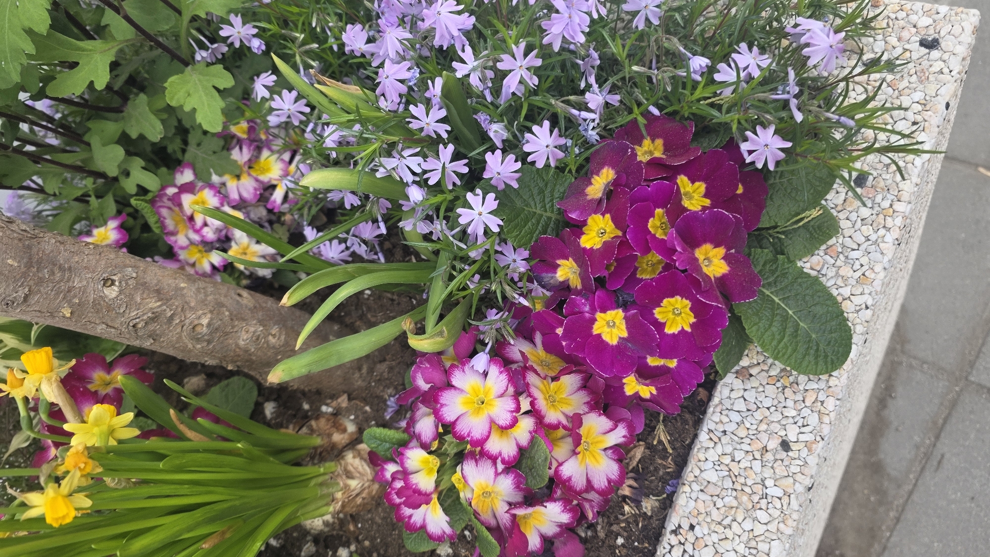 The image shows a close-up of a flower bed or large planter. The flowers are primarily in shades of purple and yellow. There are two distinct types of purple flowers; one with a solid deep purple color with yellow centers, and another with a white and purple ring around yellow centers. There are some yellow daffodil flowers with green stems at the bottom left of the image. A piece of wood is visible within the flower bed. The planter is made of a light-colored material with small, pebble-like aggregate. The setting seems to be outdoors, likely in an urban environment. The location is Blagoevgrad, Bulgaria, but without further detail, it is not possible to be more specific about its whereabouts in the city. No people, interactions, or actions are depicted in the image.