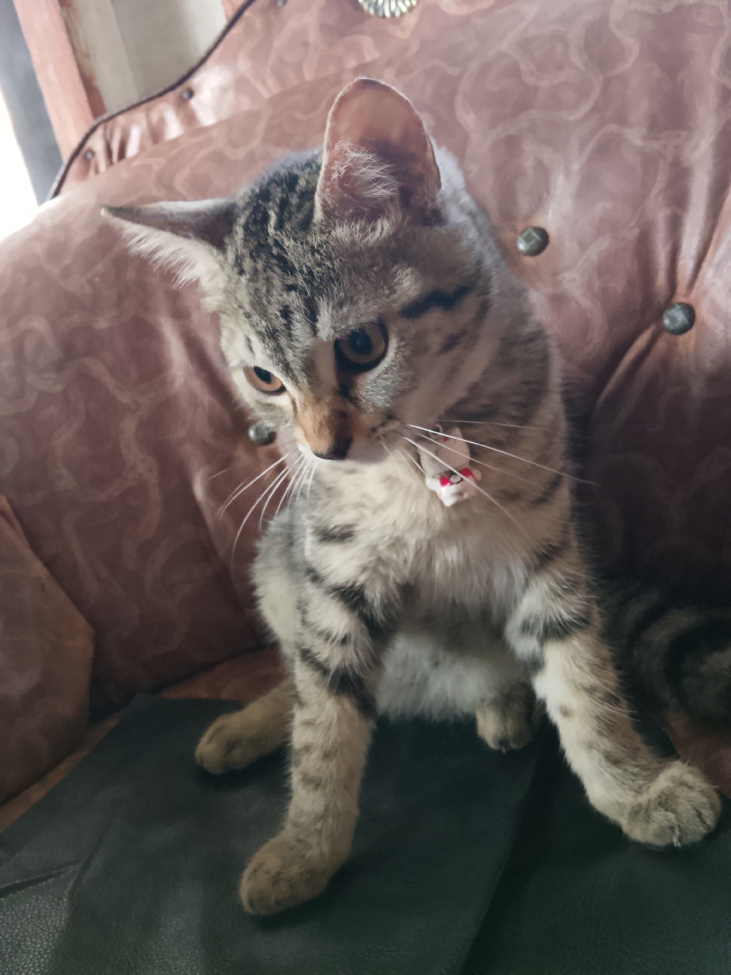 A close-up, high-angle shot shows a young tabby cat sitting on a brown leather sofa. The cat is facing towards the right, with its head tilted down and its eyes looking downwards. The cat has grey and black striped fur, with prominent white whiskers. It is wearing a small red and white collar with a small charm. The sofa has a textured pattern and is tufted with round metal buttons. The background is blurred, showing hints of what appears to be a wooden chair and possibly a window with natural light. The image is set in an indoor environment, likely a home, and no specific location in Cikukulu, Indonesia can be determined from the visual information alone.