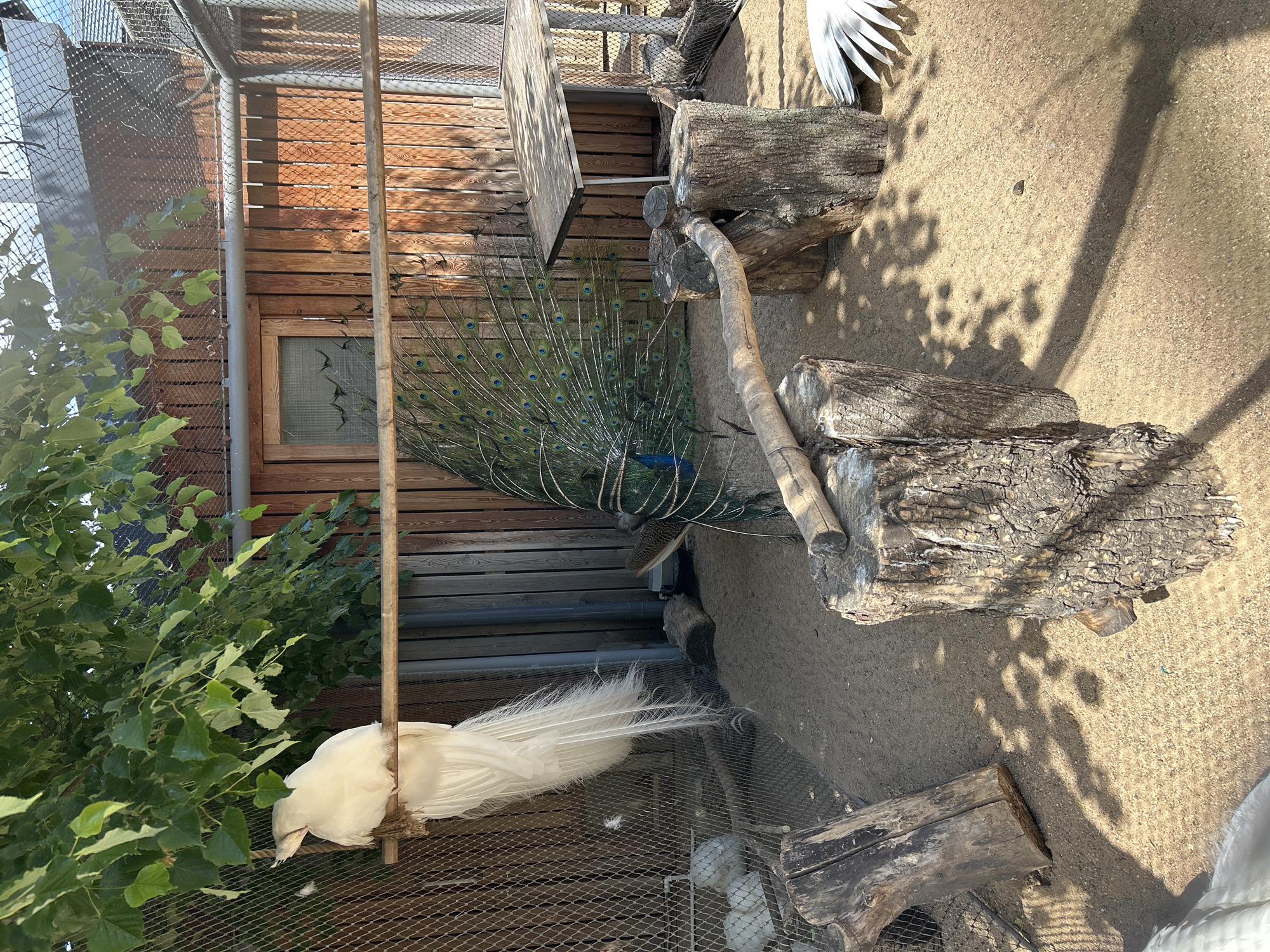 This image depicts an outdoor aviary or enclosure, likely situated in a zoo or park in Moscow, Russia. The scene features two peacocks: a male Indian peacock with its elaborate tail feathers fully fanned out, and a white peacock perched on a wooden bar.
The male Indian peacock, displaying its iridescent blue body and intricate green and blue tail with prominent "eye" patterns, stands near a wooden structure that forms part of the enclosure's back wall. The white peacock, distinguishable by its entirely white plumage and long flowing tail feathers, is positioned on a horizontal wooden pole in the foreground. Its head is slightly lowered, suggesting it might be resting or preening. Below the white peacock, a section of mesh flooring is visible.
The enclosure's design includes sturdy metal mesh fencing along the left and top, allowing natural light to flood the space. The ground is covered in sand or dirt. Several large, rough-hewn wooden logs and tree trunks are arranged on the ground, serving as natural elements and potential perches. A simple wooden window is set into the wooden building in the background. Lush green foliage from a bush or tree extends into the enclosure from the left side.
The lighting indicates a clear, sunny day, with strong shadows cast by the fence and other structures onto the sandy ground, suggesting late morning or afternoon. No people or visible text are present in the image.