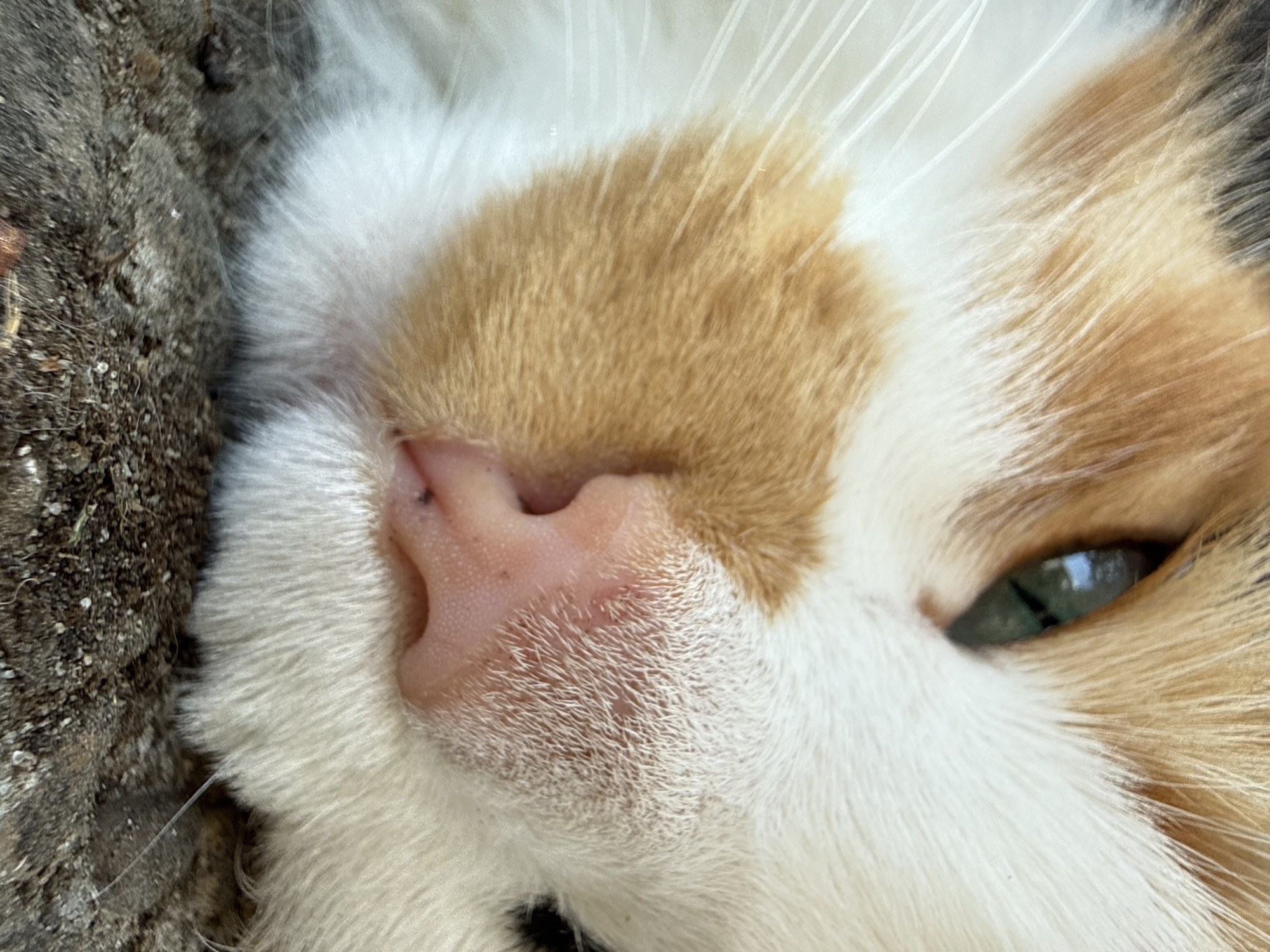 A close-up, eye-level shot focuses on the face of a calico cat lying down. The cat's pink nose, speckled with a few dark spots, is the central feature. Its fur is a mix of white, orange, and black. A single green eye is visible, reflecting light. The cat appears to be resting on a rough, dark surface, possibly dirt or stone. The background is blurred, emphasizing the cat's face. The image was taken on an overcast day. The location is unknown.