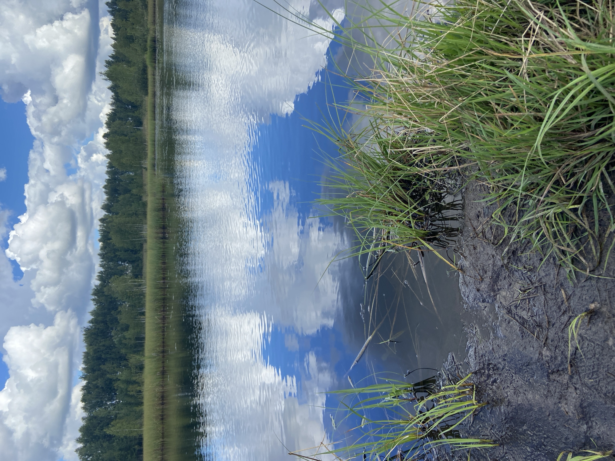 A body of water with a forest in the background. The water reflects the blue sky and white clouds above. Green grass grows on the bank of the water.