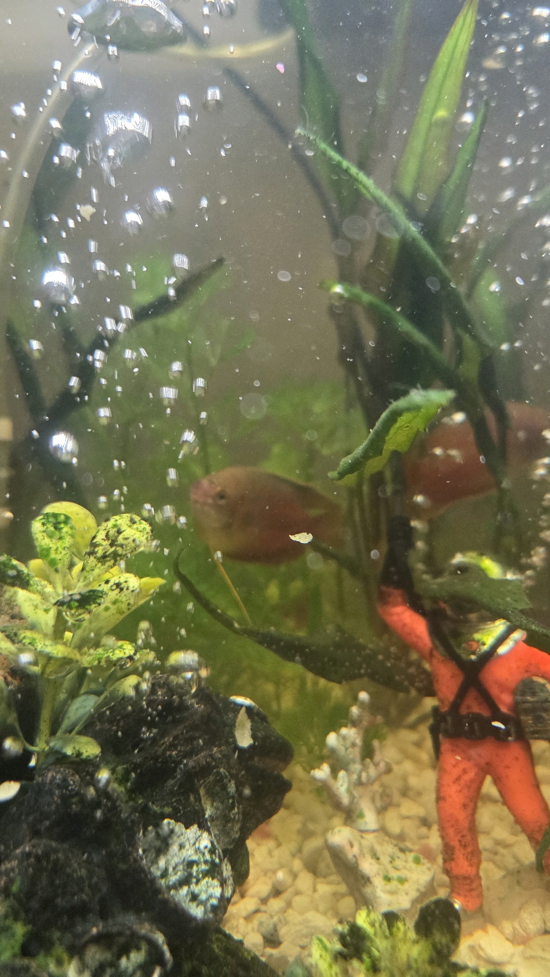 An underwater view of a fish tank shows a reddish-brown fish swimming to the right, with a small white speck floating near its body. Bubbles are visible throughout the water. To the left, a cluster of green, speckled plant-like objects grows. In the foreground, a black, textured rock formation is partially visible, with some white specks on its surface. To the right, a red toy diver figure stands upright amidst small, white coral-like decorations and light-colored gravel. The background consists of green aquatic plants and murky water. The image is undated and location information is not available.