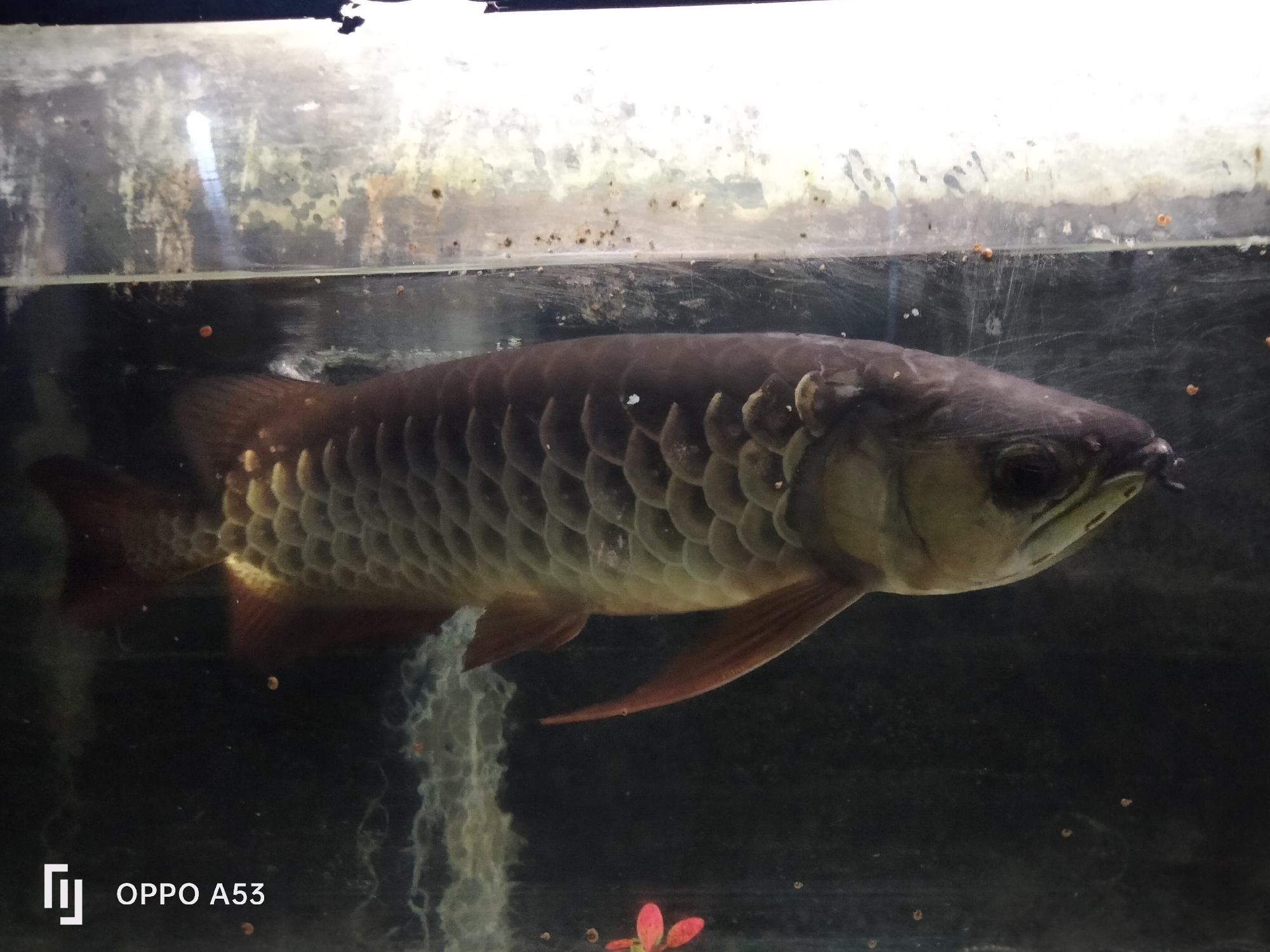 Arowana fish are in an aquarium. The fish is dark brown with large scales. It is facing right and its mouth is slightly open. Its fins are reddish-brown. The aquarium is dirty, with algae and debris on the glass and in the water. There are small, round objects in the water that appear to be snail eggs. The background is dark and out of focus. In the bottom left corner of the image, there is a watermark that says "OPPO A53". The image was taken in Denpasar, Indonesia.
