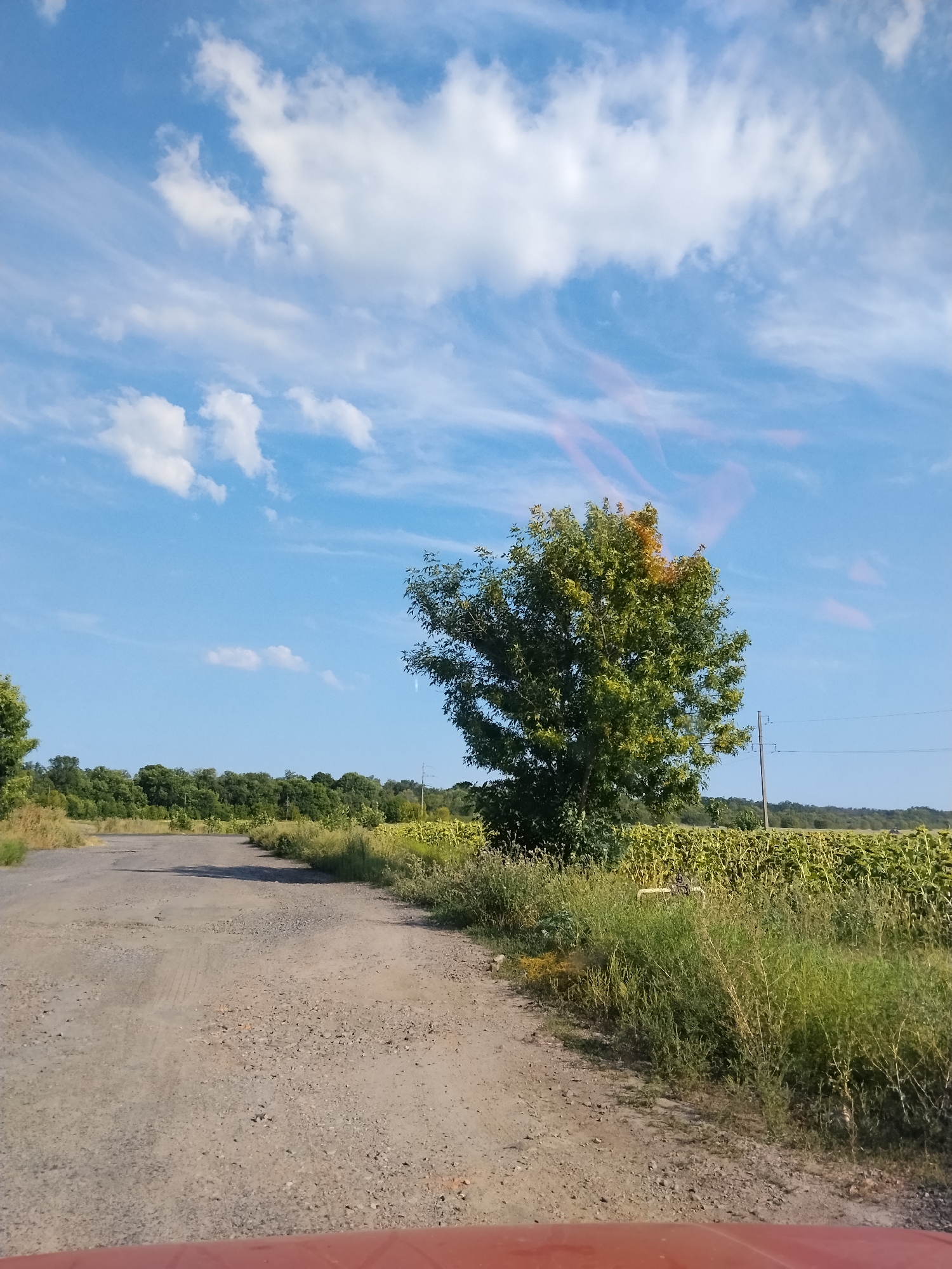 The image depicts a rural landscape in Hoholeve, Ukraine. A dirt road, appearing somewhat worn and uneven, curves into the distance. To the right of the road, a field of sunflowers stretches towards a line of trees. A solitary, leafy tree stands prominently in the mid-ground, its branches reaching towards a bright blue sky dotted with wispy white clouds, some tinged with pink. A utility pole and power lines are visible in the background, suggesting the proximity of infrastructure. The foreground shows the edge of a red vehicle, indicating the image was taken from a driver's perspective. The overall scene is characteristic of a summer day in the Ukrainian countryside, with a focus on natural elements and agricultural land.