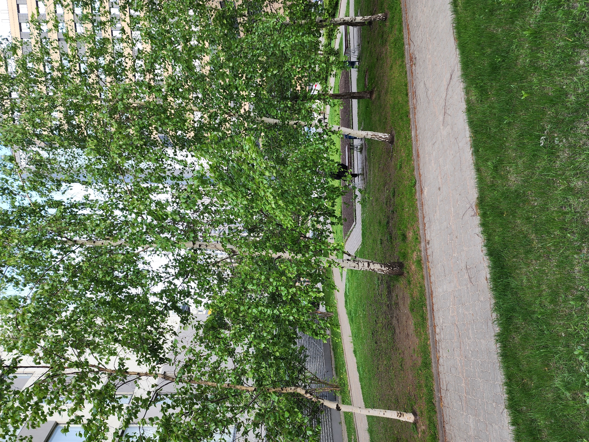The image depicts a row of birch trees planted along a paved walkway in an urban setting. The trees are in full leaf, with light green foliage obscuring a tall building in the background. The walkway is bordered by grass. In the background of the image there is a bench, and a small park area. Based on the location metadata, the image was taken in Kazan, Russia.