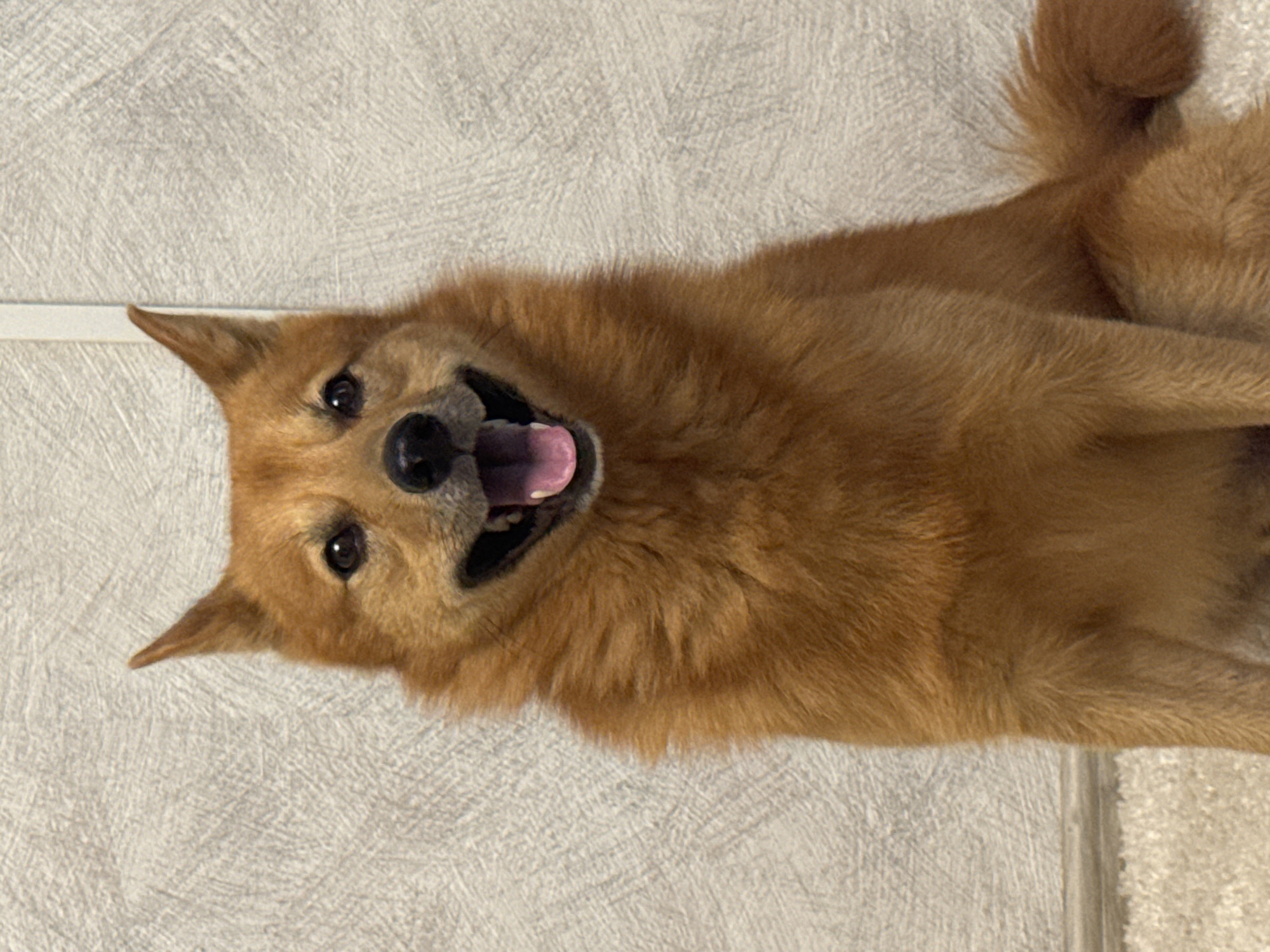 A medium shot captures an adorable Shiba Inu dog lying on a textured, light-colored surface, possibly a floor or rug. The dog is oriented with its head towards the bottom left of the frame and its body extending upwards and to the right. Its fur is a rich, reddish-brown, and it appears to be panting happily, with its mouth open and tongue slightly out. The dog's eyes are dark and expressive, and its ears are perked up, suggesting alertness and playfulness. The background is a textured, light gray wall or surface, with a subtle pattern. A thin, white horizontal line is visible across the top portion of the background, possibly indicating a baseboard or a decorative element. The lighting is neutral, indicating an indoor setting. There is no visible text in the image. The overall impression is one of warmth and joy, capturing a moment of relaxed contentment from the canine subject.