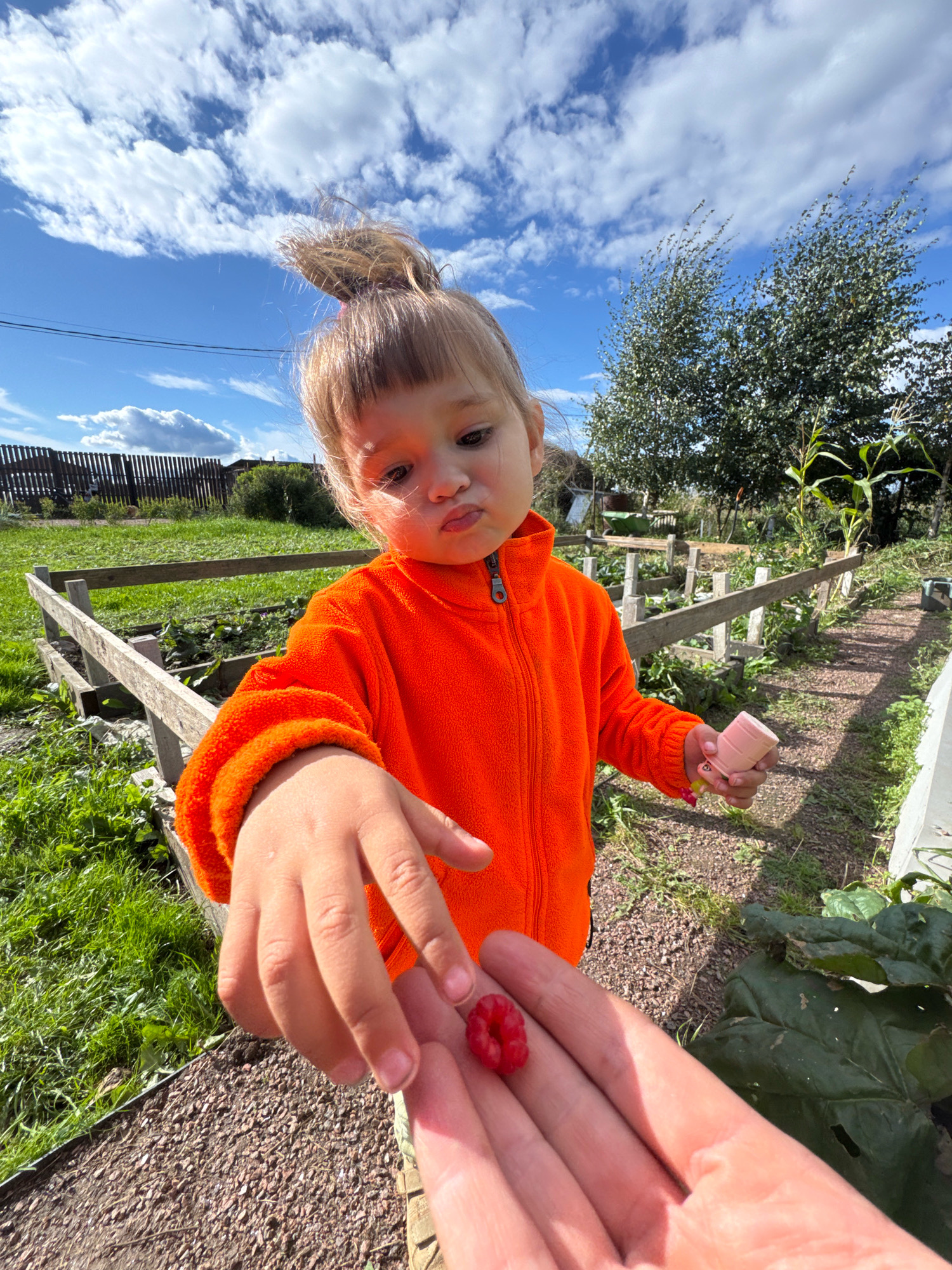 In Kempelevo, Russia, a young child wearing an orange fleece jacket is offering a raspberry from their hand to another person's hand. The child has their hair pulled up in a bun and is making a pouty expression. They are holding a small pink object in their other hand. The scene appears to be a garden, with raised garden beds, a wooden fence, and lush green grass and plants. The sky is blue with white, fluffy clouds.