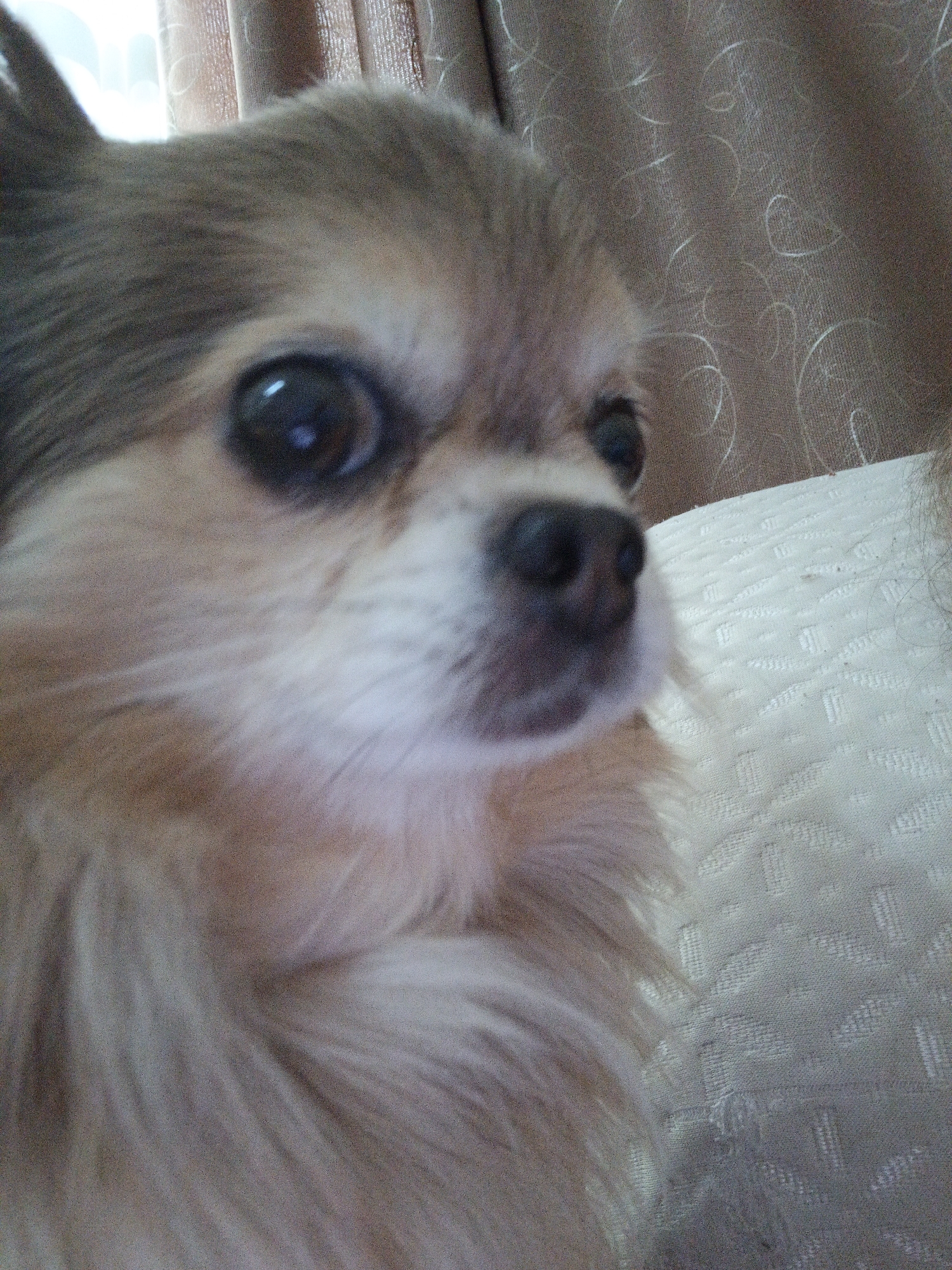 A close-up, head-on, slightly blurry, medium-shot photograph captures a long-haired chihuahua dog. The dog's face is dominant in the frame, with its large, dark eyes looking directly at the viewer. Its fur is a mix of tan and light brown, with longer fur around its face and ears. The dog's nose is black and appears wet. Behind the dog, a textured, light brown curtain is visible, and to the right, a white textured surface, possibly a sofa or bed, occupies the background. The image is taken indoors, and the lighting suggests it is daytime. There is no discernible information about the city of Zlatoust, Russia, present in the image.