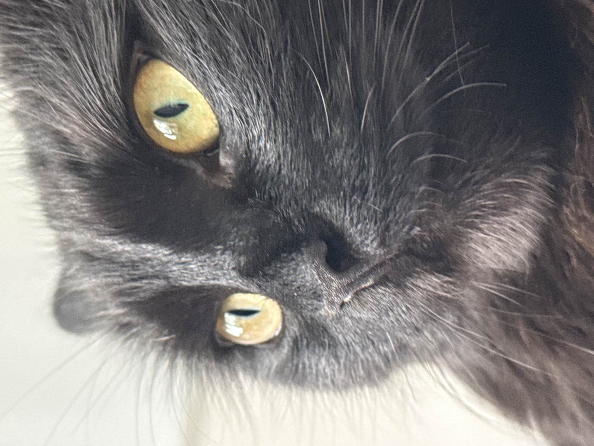 A close-up shot captures the face of a dark gray cat with golden eyes. The cat's nose is visible, along with its whiskers. The image is cropped to focus on the cat's facial features. There is no indication of the city of Rostov-on-Don, Russia, or any other location information in the image. There are no people or actions visible in the shot. The environment is limited to the background immediately surrounding the cat.