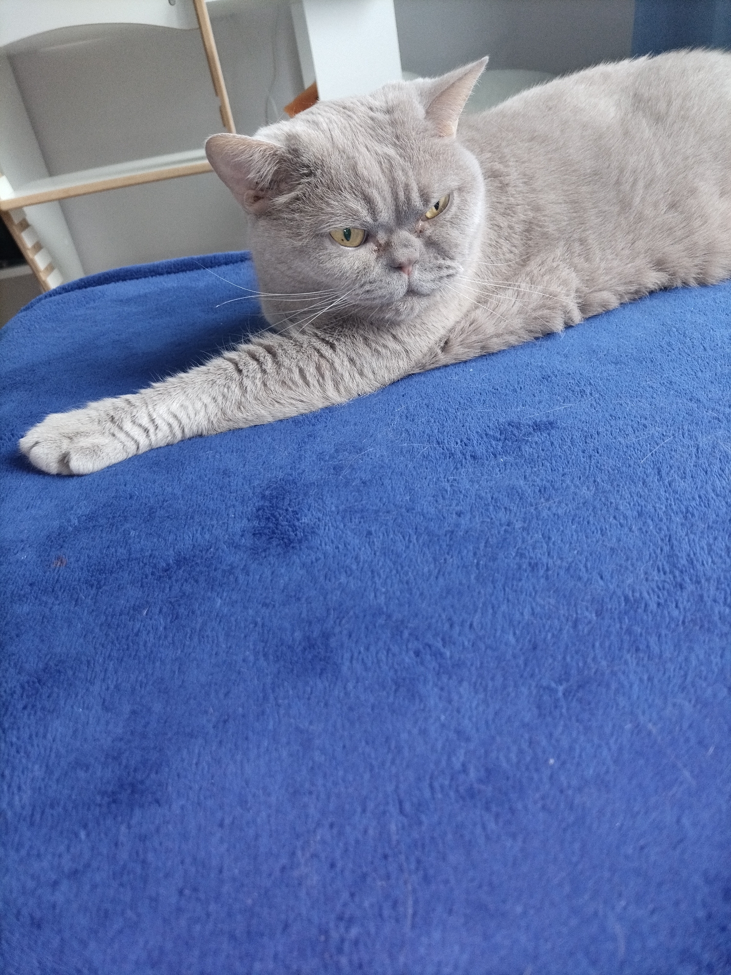 A British Shorthair cat with grey fur lies on a blue fabric surface. Its left paw is extended forward, and its right side is visible, with its head turned to the left. The cat has yellow eyes and is looking towards the left. The background is blurred, showing a white shelf unit. The image is taken from a slightly elevated angle.