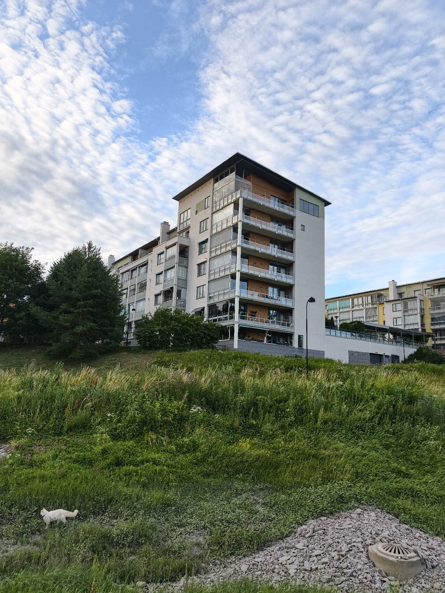 The image shows a modern, multi-story apartment building with balconies and large windows, situated on a grassy slope. To the left of the building, several mature trees are visible. In the foreground, dense green grass and some lighter-colored vegetation cover the slope. A white cat is walking on the grass in the lower left quadrant of the image. In the background, another apartment building with a yellow facade can be seen. The sky is blue with scattered white clouds. This scene is located in the Gottfridsberg district of Linköping, Sweden, specifically along the area near Roxen waterway, which is characterized by similar modern residential buildings and natural landscapes.