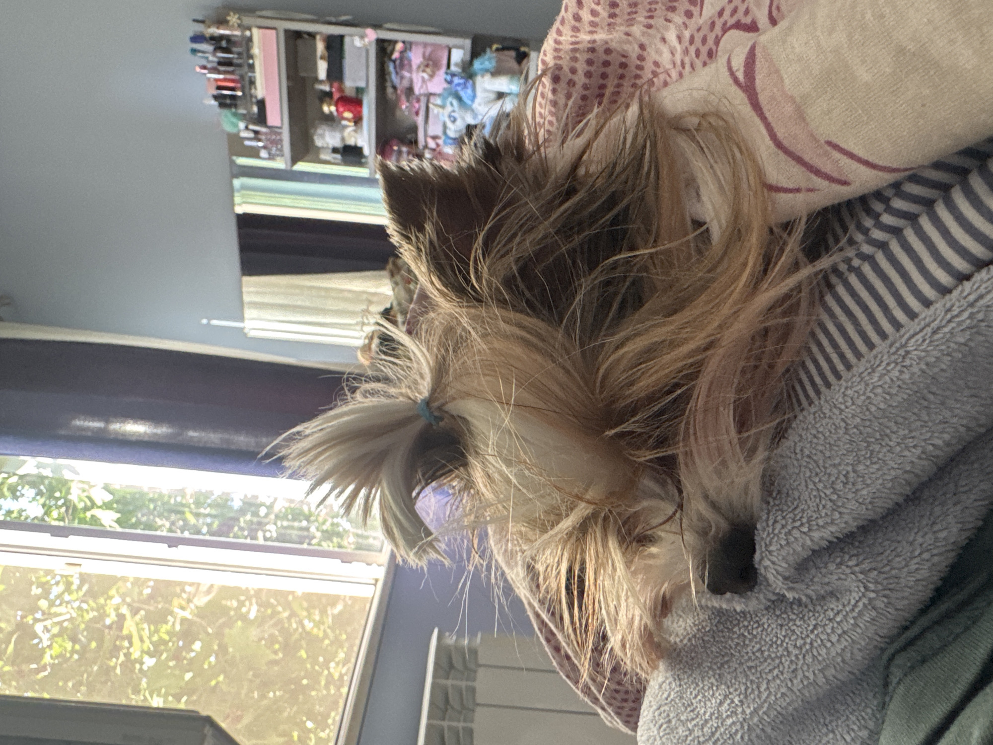 A small, long-haired dog rests partially covered by a grey, fuzzy blanket and a striped blanket. The dog's snout is visible. A blue hair tie is in the dog's hair. In the background, a window shows green foliage. Further back is a shelf unit with various items. The location is not identifiable as Plovdiv, Bulgaria.