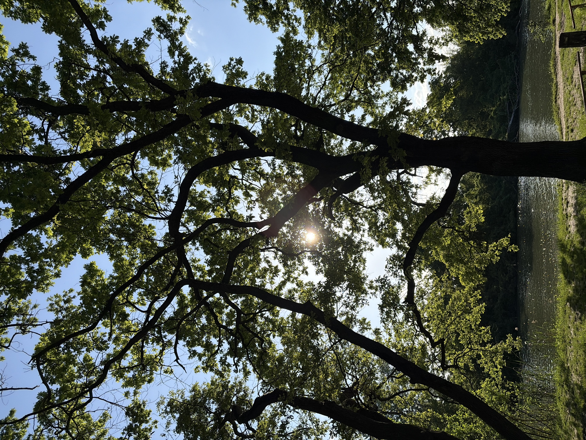 A low-angle shot shows a tree with many branches and green leaves, against a blue sky with the sun visible through the leaves, creating a starburst effect. To the right, the scene transitions to a body of water, possibly a river or lake, with a grassy bank. The image appears to have been taken in a park-like setting. Although the specific location is not discernible from the image itself, the prompt indicates that this scene is within the city of Krasnodar, Russia.