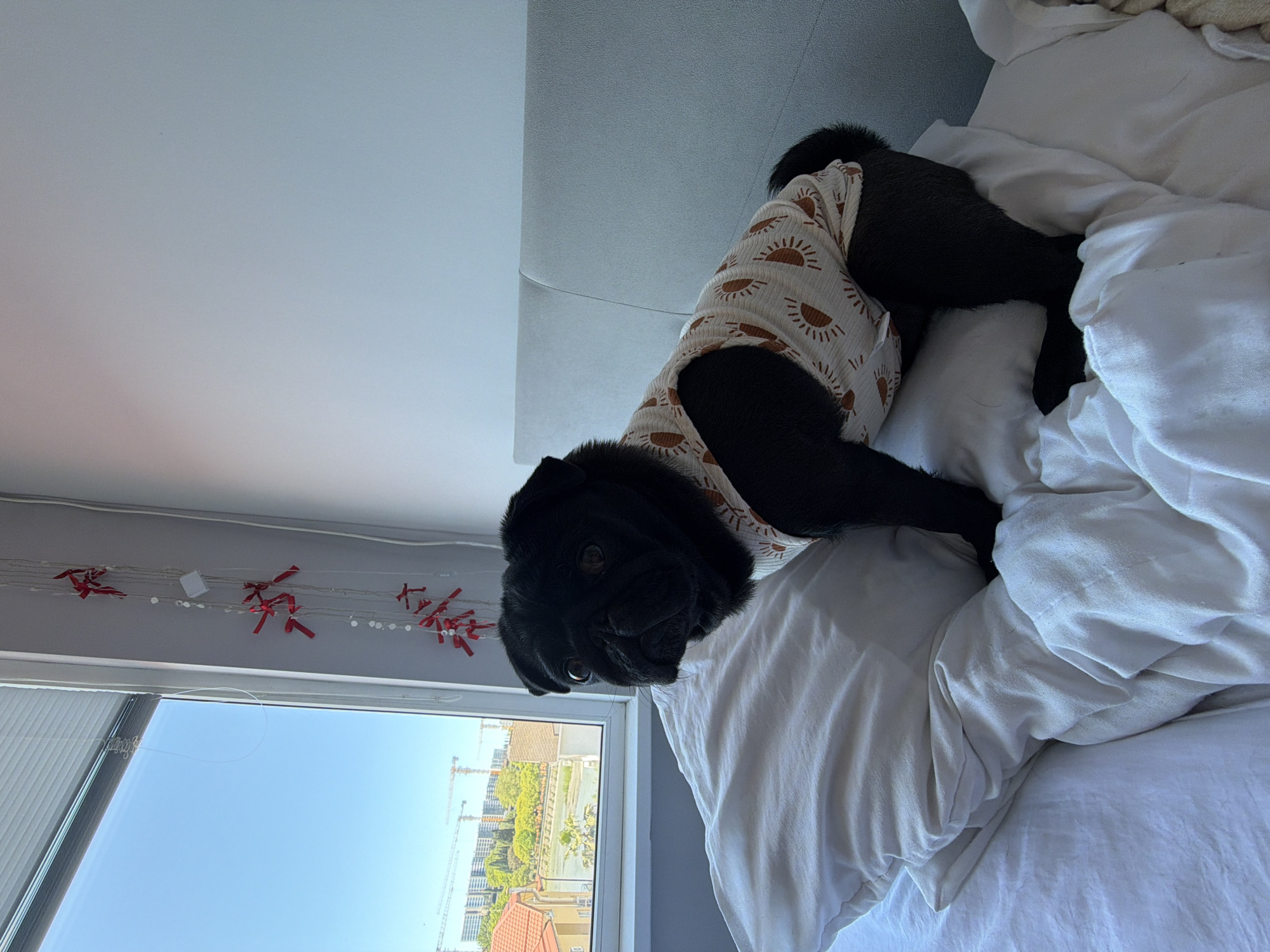 A black pug wearing a sun-patterned tank top sits on a bed with white linens. The pug is positioned facing left, with its head turned towards the viewer. A white pillow is visible to the left of the pug. A window is to the left of the pug, showing a clear blue sky, trees, buildings, and construction cranes in the distance. The wall behind the pug is light blue. Red decorative string lights with bows are hanging on the wall to the left of the window. The scene appears to be indoors. There is no indication of the location being in Sirius, Russia.