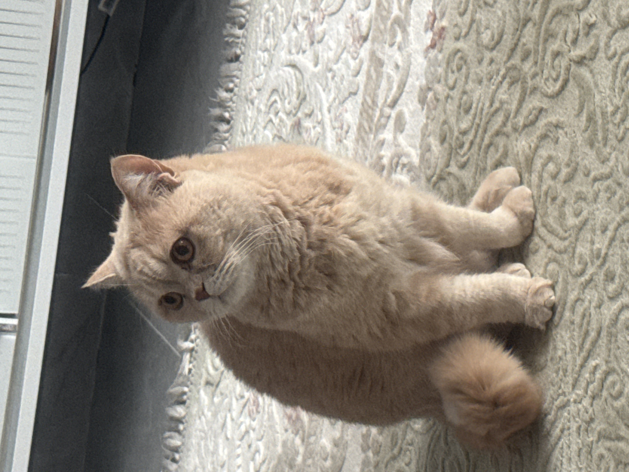 A light peach-colored domestic cat is the central subject of the image, lying comfortably on a light-colored, intricately patterned carpet. The cat, possibly a British Shorthair, has a round face, large, expressive amber eyes, and short, dense fur. Its head is slightly tilted as it looks directly at the viewer, giving it a curious or relaxed expression. Its front paws are tucked beneath its body, and its fluffy tail is curled near its hindquarters.
The carpet on which the cat rests features an embossed, ornate design with floral or swirling motifs. To the left side of the frame, behind the cat, a vertical structure is visible, appearing to be a white or light grey window or door frame, possibly with subtle vertical lines suggesting blinds or slats. Beyond this frame, a dark, undefined area adds depth to the background. The lighting in the scene is bright and even, indicating it was taken during daylight hours. The setting suggests a calm indoor environment. There is no visible text in the image.