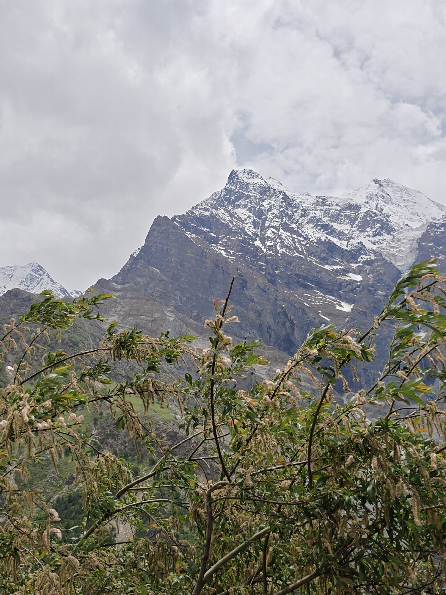 The image depicts a mountainous landscape with snow-capped peaks under a cloudy sky. In the foreground, there are branches of a tree with elongated, hanging seed clusters and green leaves. The mountains in the background are rugged and rocky, with patches of snow on their upper slopes. The scene appears to be a natural, outdoor environment, likely in a high-altitude region. The image does not contain any people or visible man-made structures, suggesting a remote or natural setting. The location is identified as Jagle, India.