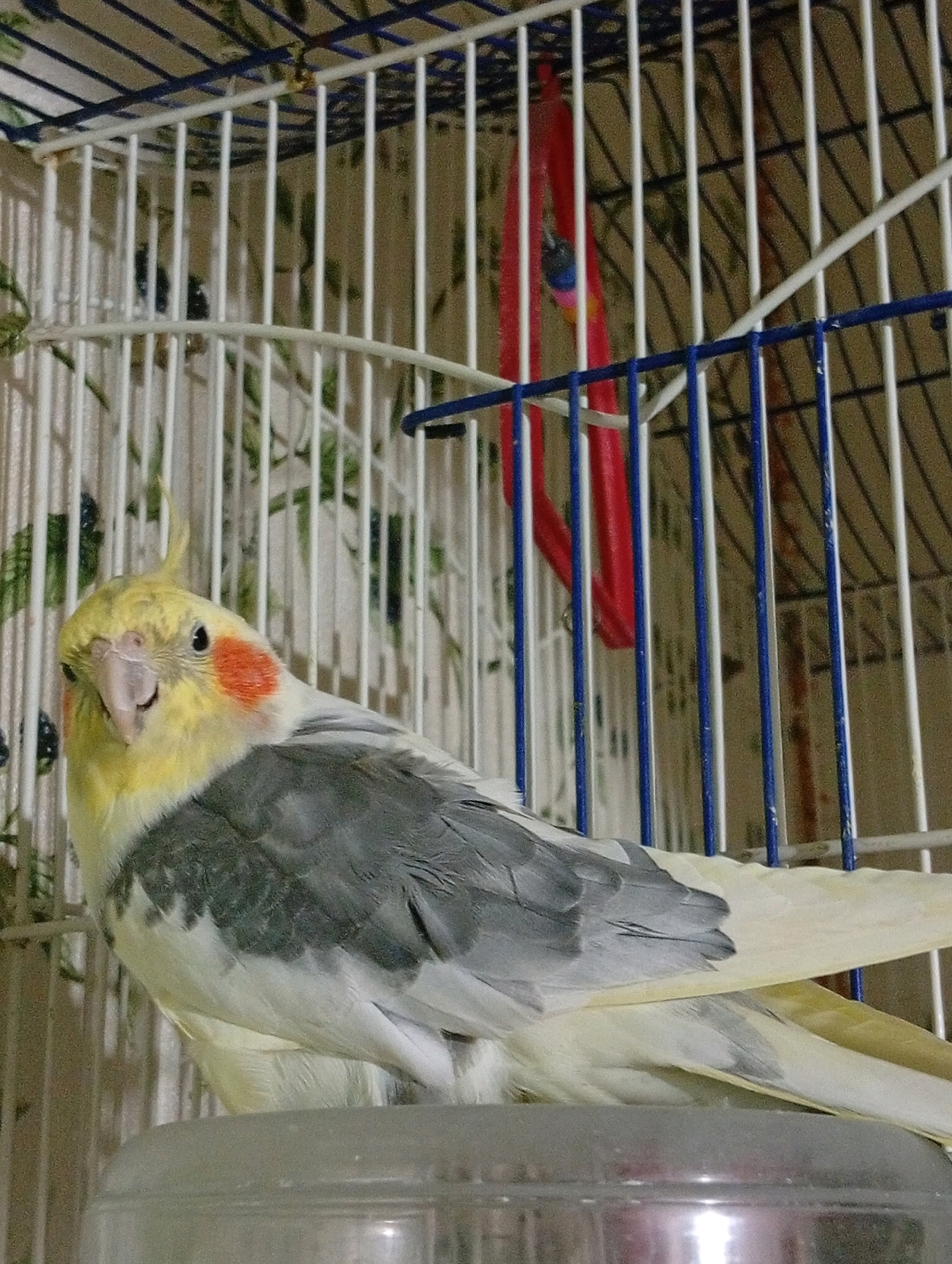A cockatiel with yellow and gray plumage is perched inside a white birdcage. The bird is facing the camera and looking slightly to the left. Its crest is erect, and its orange cheek patches are visible. The cage has vertical white bars and some blue bars. A red toy or perch is hanging in the background. The bird is sitting on the rim of a clear plastic food or water dish. The background appears to be a wall with a floral or leafy pattern.