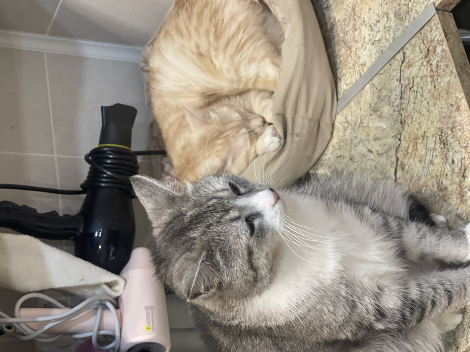 A gray and white cat lies on its back, gazing up, with a second cat nestled in a khaki garment in the background. A black hairdryer and pink hair styling tool are next to the gray cat. The surface beneath the cats has a marbled beige appearance.
