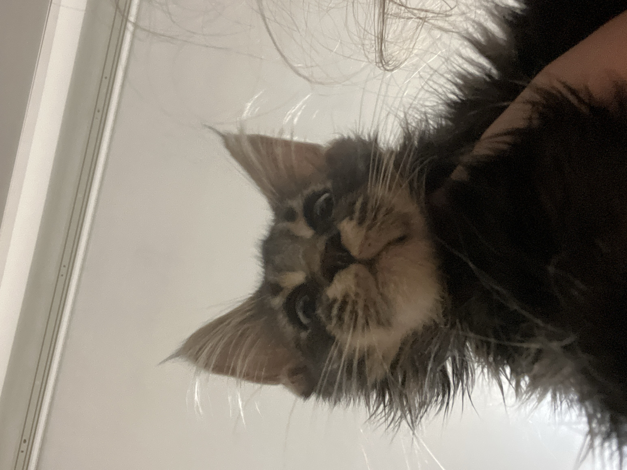 An extreme low-angle close-up shot shows a tabby kitten looking upwards. The kitten's fur is dark brown and black with tan markings on its face and ears. Its ears are large and pointed, and its eyes are wide and alert. Its whiskers are long and white, extending outwards. The background is a bright, out-of-focus white wall with a thin, horizontal trim near the top. A person's hand is visible in the lower right corner, holding the kitten. The lighting appears to be from above, casting shadows on the kitten's face and the hand. The scene is indoors, likely in a residential setting.