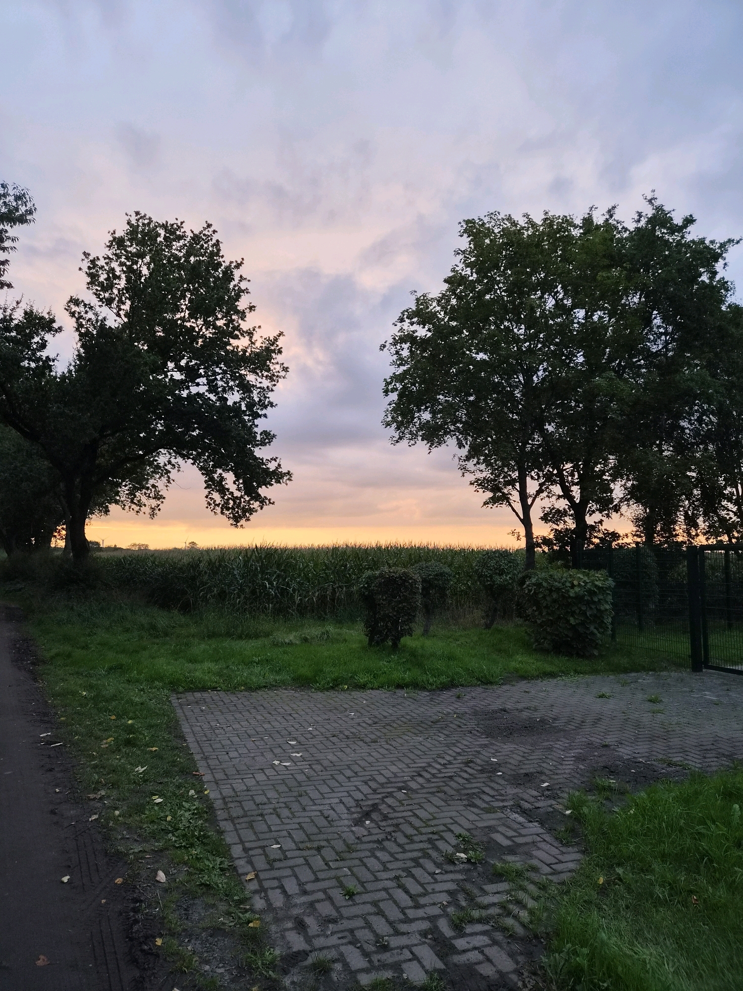 The image depicts a rural landscape in Schiffdorf, Germany, at dusk. Two large, mature trees flank a field of corn, with the sky above showing a gradient of soft purples, pinks, and oranges from the setting sun. The foreground features a paved area made of grey interlocking bricks, wet from recent rain, adjacent to a grassy verge and a dark dirt path. In the midground, several sculpted bushes are visible, and a dark metal fence encloses a portion of the property. The overall atmosphere is serene and tranquil, characteristic of a rural evening.