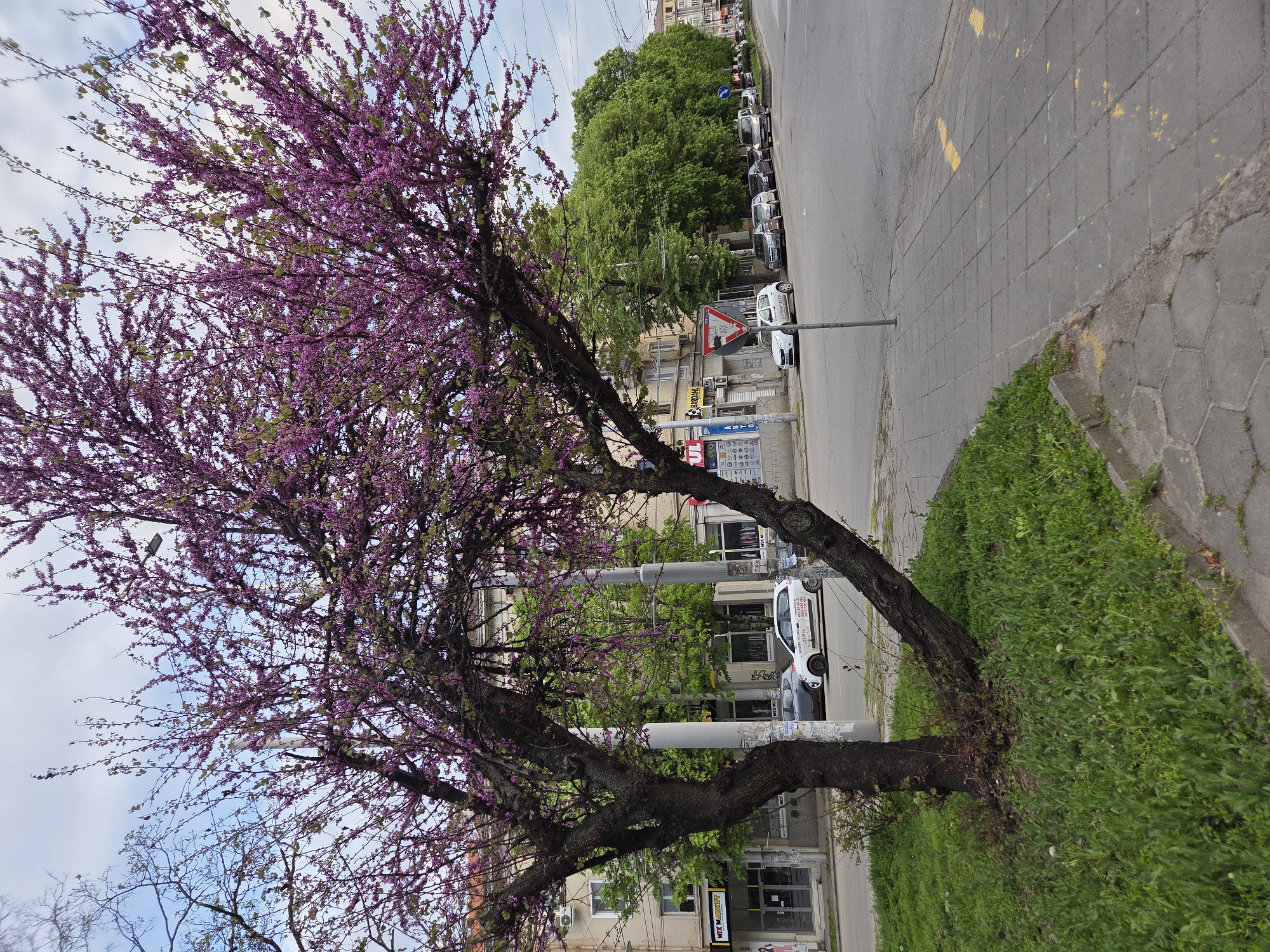 This media file captures a vibrant urban street scene in Pleven, Bulgaria, characterized by the striking purple-pink blossoms of a flowering tree, likely a Judas tree (Cercis). The image is oriented vertically, showing the tree extending from the foreground on the left across much of the frame, with its branches full of blossoms and some young green leaves against a light blue, partly cloudy sky.
To the right of the tree, there's a paved sidewalk and an asphalt road. Several parked cars line the street, including a white car with visible advertising text. Buildings with multiple stories are seen behind the cars and trees, suggesting a commercial or residential area. Green grass and smaller plants grow along the base of the main tree and along the sidewalk.
Notable details include a yield sign (red triangle) and a blue circular road sign on the street. Utility poles or streetlights are also visible. The time of day appears to be daytime, likely during spring due to the blooming tree.
Visible text includes:
* "BARDHAL" on a blue rectangular sign.
* "MTX MARKET" on a red sign at the ground level of a building.
* The number "609" is visible above a doorway on a building.
* On the white parked car, parts of a phone number starting with "08" are discernible, along with other Cyrillic text on an advertisement, possibly including "TOYOTA" logo elements.
* Other smaller signs and advertisements with illegible Bulgarian text are present on lamp posts and building facades.