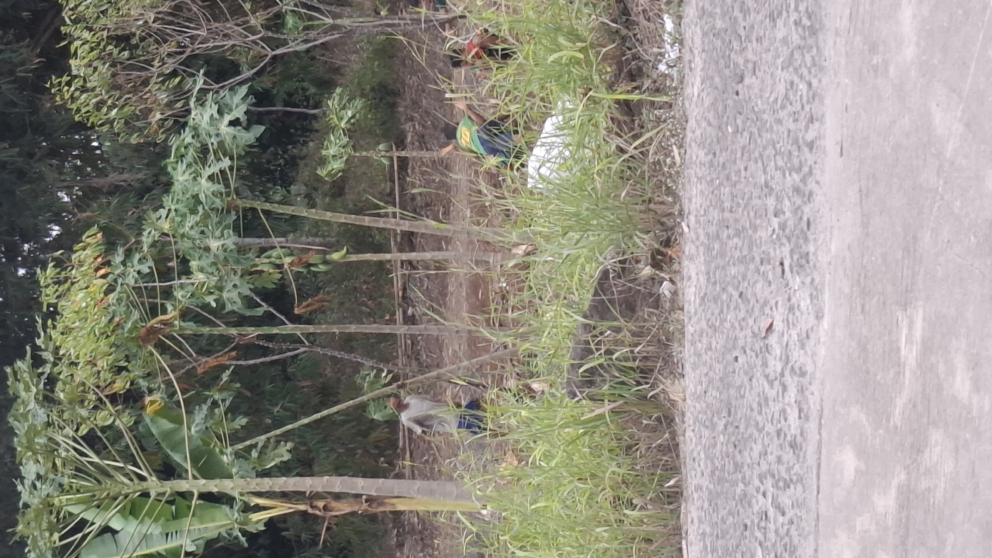 The image captures an outdoor scene in Cibinong Hilir, Indonesia, featuring a group of people amidst vegetation and a dirt path. In the foreground, a paved road or pathway is visible, with rough concrete texture. Behind this, tall, green grasses line a sloped area. Several papaya trees with visible fruit are scattered throughout the scene, alongside other leafy plants and thin tree trunks.
In the mid-ground, a man in a light-colored t-shirt and dark shorts is walking. Further to the right, two younger individuals are present. One, wearing a green and yellow shirt, appears to be in motion, possibly playing or interacting with another person who is partially obscured and wearing a red and black garment. A large white object, potentially a tarp or bag, lies on the ground near these individuals. The background consists of dense foliage and trees, suggesting a natural or semi-rural environment. The ground appears to be a mix of dirt and some debris. The overall impression is a candid snapshot of everyday life in a tropical setting.