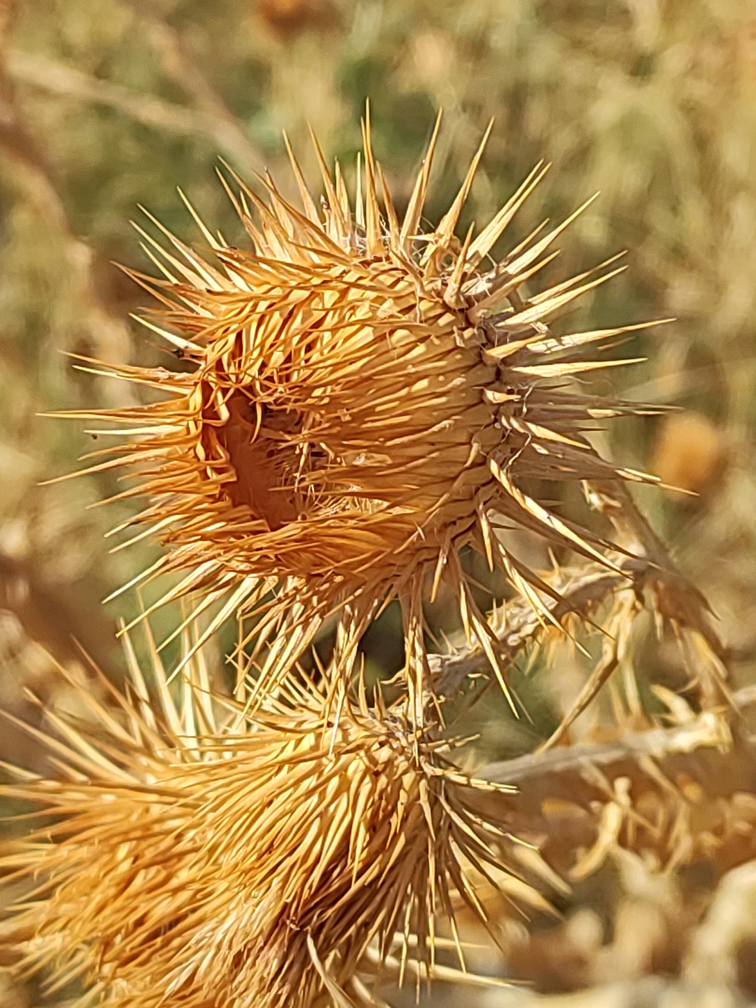 The image is a close-up, macro shot of a dried thistle head, displaying its sharp, golden-brown spines. The thistle is situated outdoors, with a blurred background of muted green and yellow foliage, indicative of a natural, possibly arid environment. The focus is sharply on the intricate details of the thistle's structure. There are no people or animals visible in the image. The location is identified as Traspinedo, Spain.