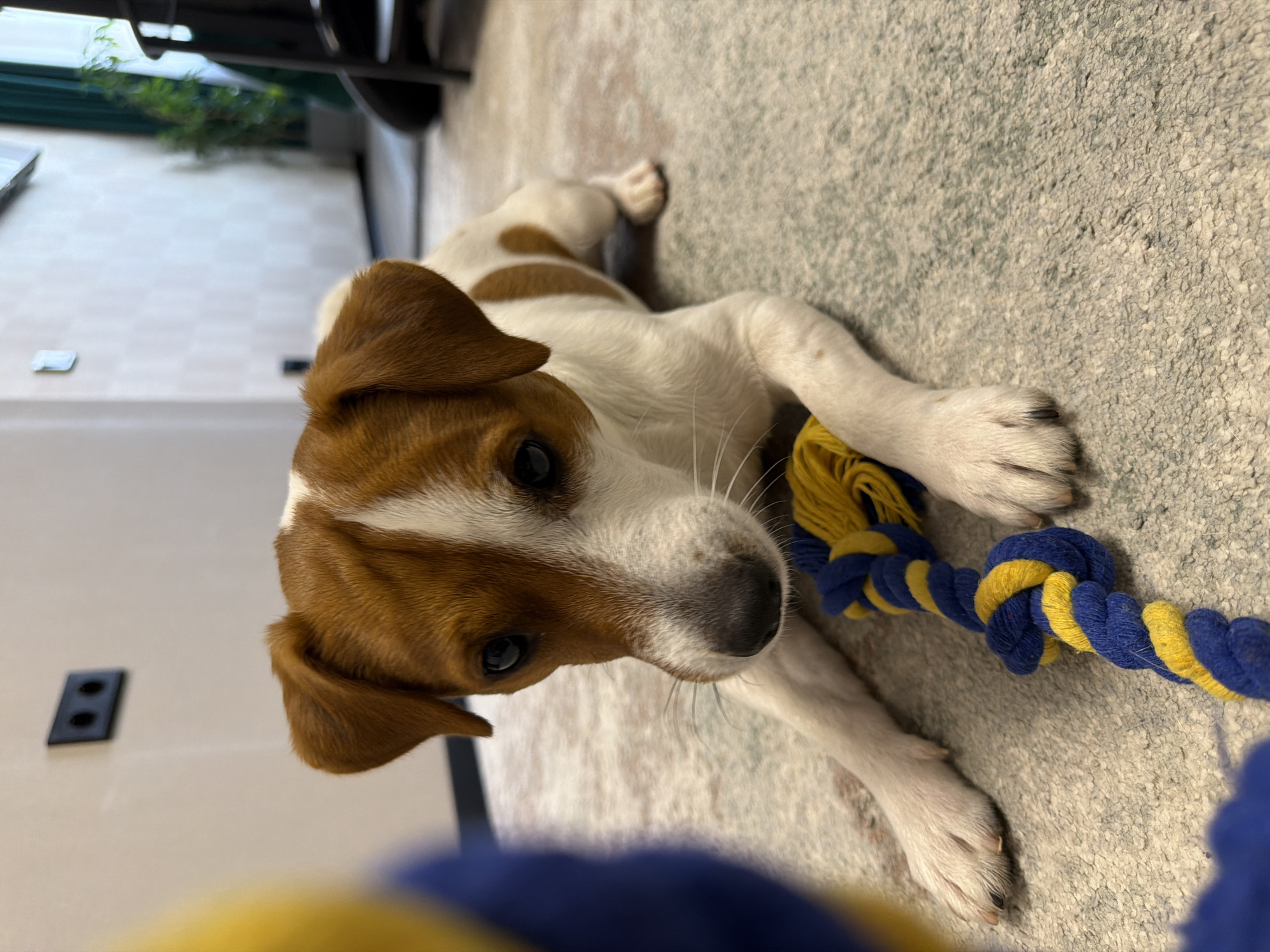 A tan and white Jack Russell Terrier puppy lies on a carpeted floor, looking towards the camera. The puppy has brown patches on its head and body, and a white face with brown markings around its eyes. It is lying on its stomach with its front legs extended forward and its hind legs tucked underneath. A blue and yellow rope toy is placed in front of the puppy. In the background, a wall with a black electrical outlet is visible. A potted plant and furniture can be seen further in the background. The scene is indoors, likely in a residential setting in Moscow, Russia.