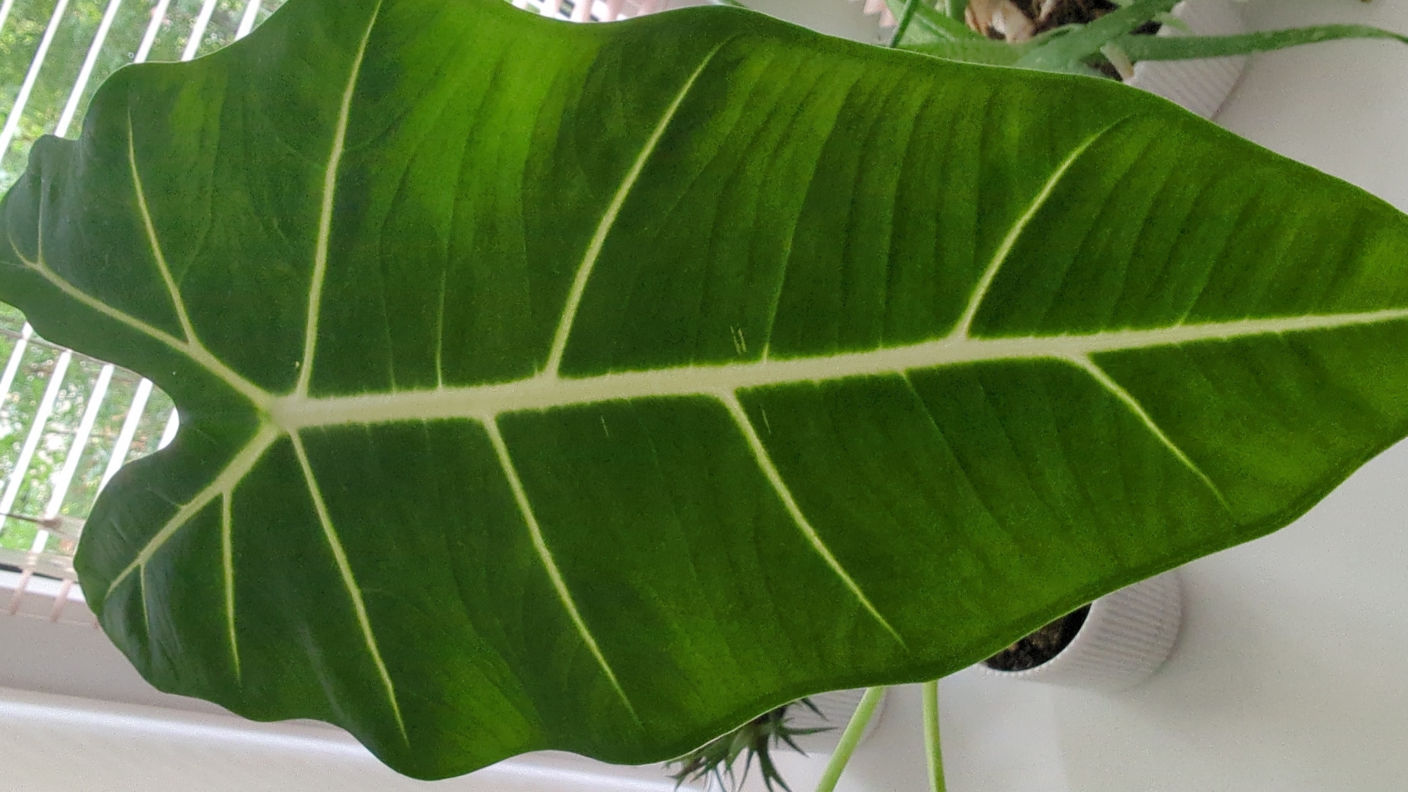 The image displays a close-up view of a large, dark green plant leaf with prominent, lighter green veins. The leaf has an arrowhead shape and appears to be healthy and well-lit. In the background, out of focus, there is a window with blinds, suggesting an indoor setting. To the left and right of the leaf, parts of other plants in pots are visible, also out of focus. The scene is well-lit, likely by natural light coming through the window. There is no indication of the city of Sarapul, Russia, in the image.