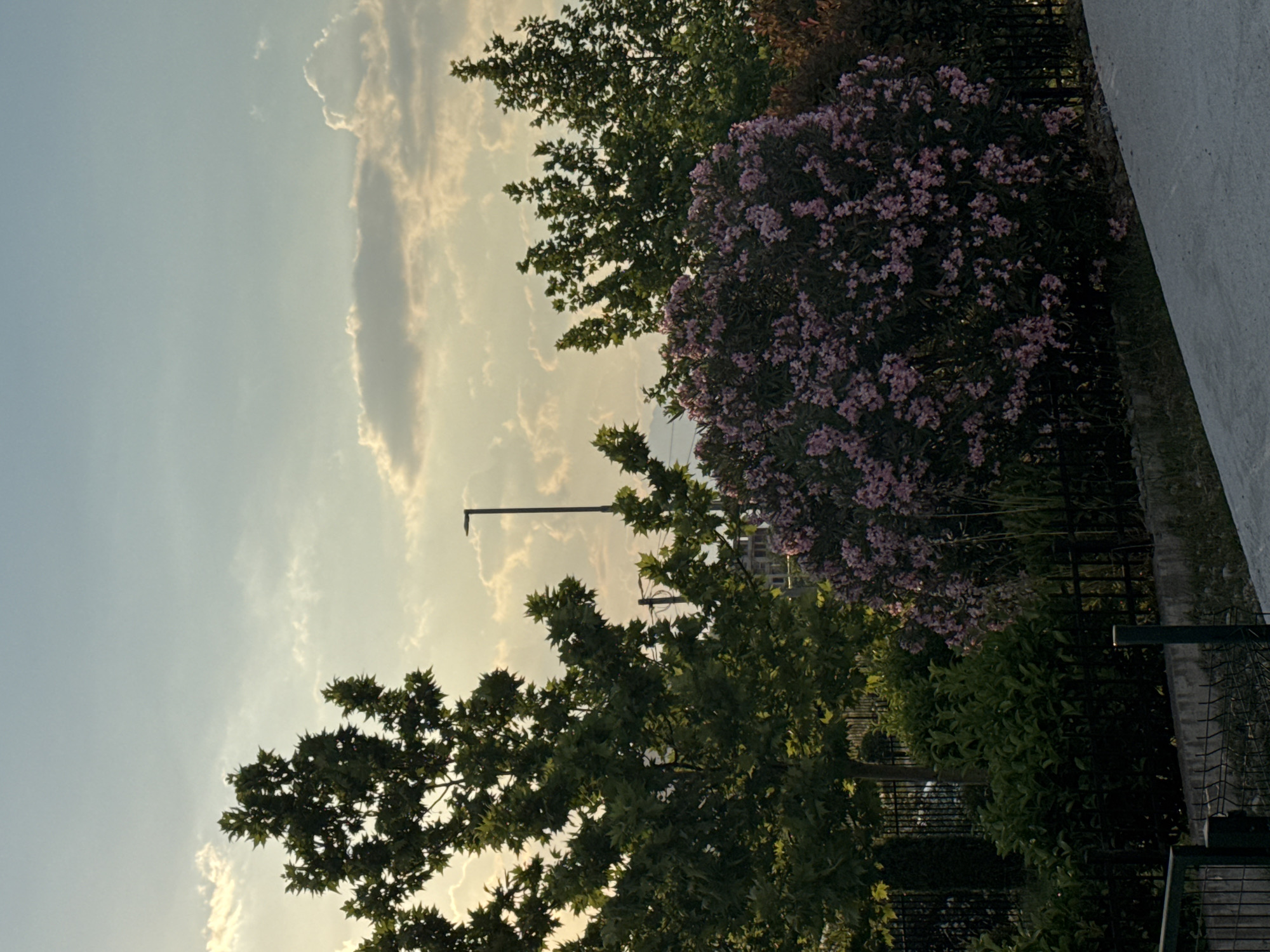 The image shows a garden in the city of Unknown, Unknown. A tree with green leaves is in the foreground, with a large bush of pink flowers to the right. A lamppost is visible through the trees. The sky is blue with some white clouds. A black metal fence runs along the edge of the garden. A concrete wall is in the background.