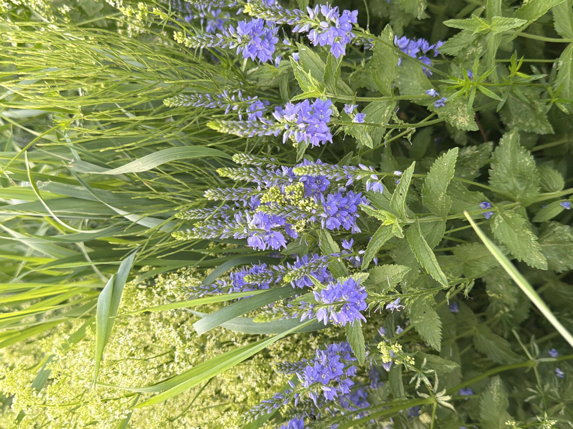 The image displays a close-up view of a patch of wildflowers, predominantly featuring spikes of small, delicate purple flowers. These flowers are clustered on green stems and surrounded by lush green foliage. In the background, there are taller, grass-like plants and clusters of tiny yellow flowers. The overall impression is one of a natural, overgrown garden or meadow. The lighting suggests it is daytime. There are no people or animals visible in the frame, nor any man-made objects that would indicate a specific urban location.
