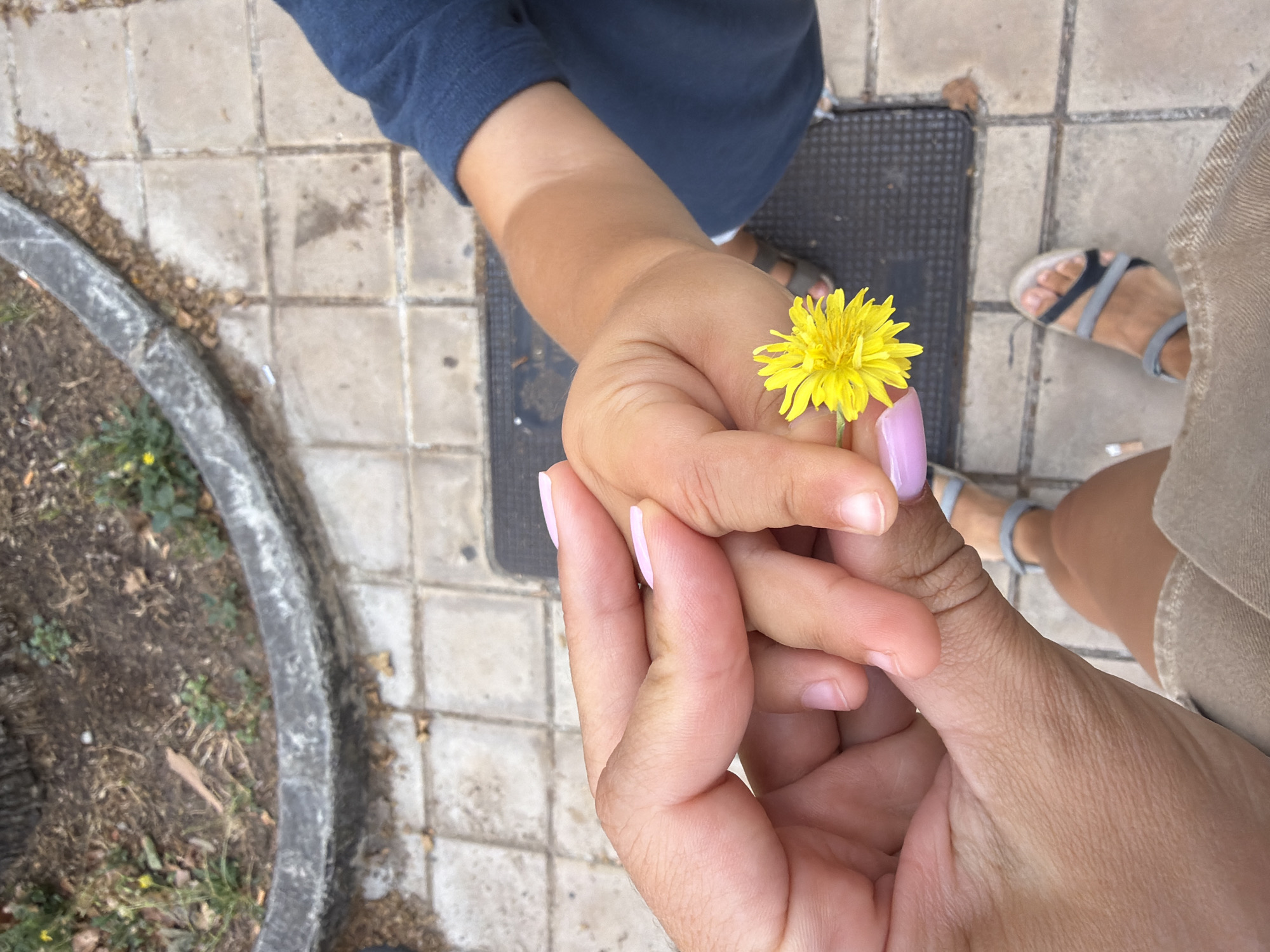 In an outdoor setting on paved tiles, an adult's hand, with light pink nail polish, gently holds a child's hand. The child's hand is offering a small yellow dandelion flower. The child is wearing a navy blue shirt, and the adult is wearing a light brown skirt. In the background, a concrete border surrounds a patch of dirt and sparse vegetation. Sandals are visible on both individuals' feet.