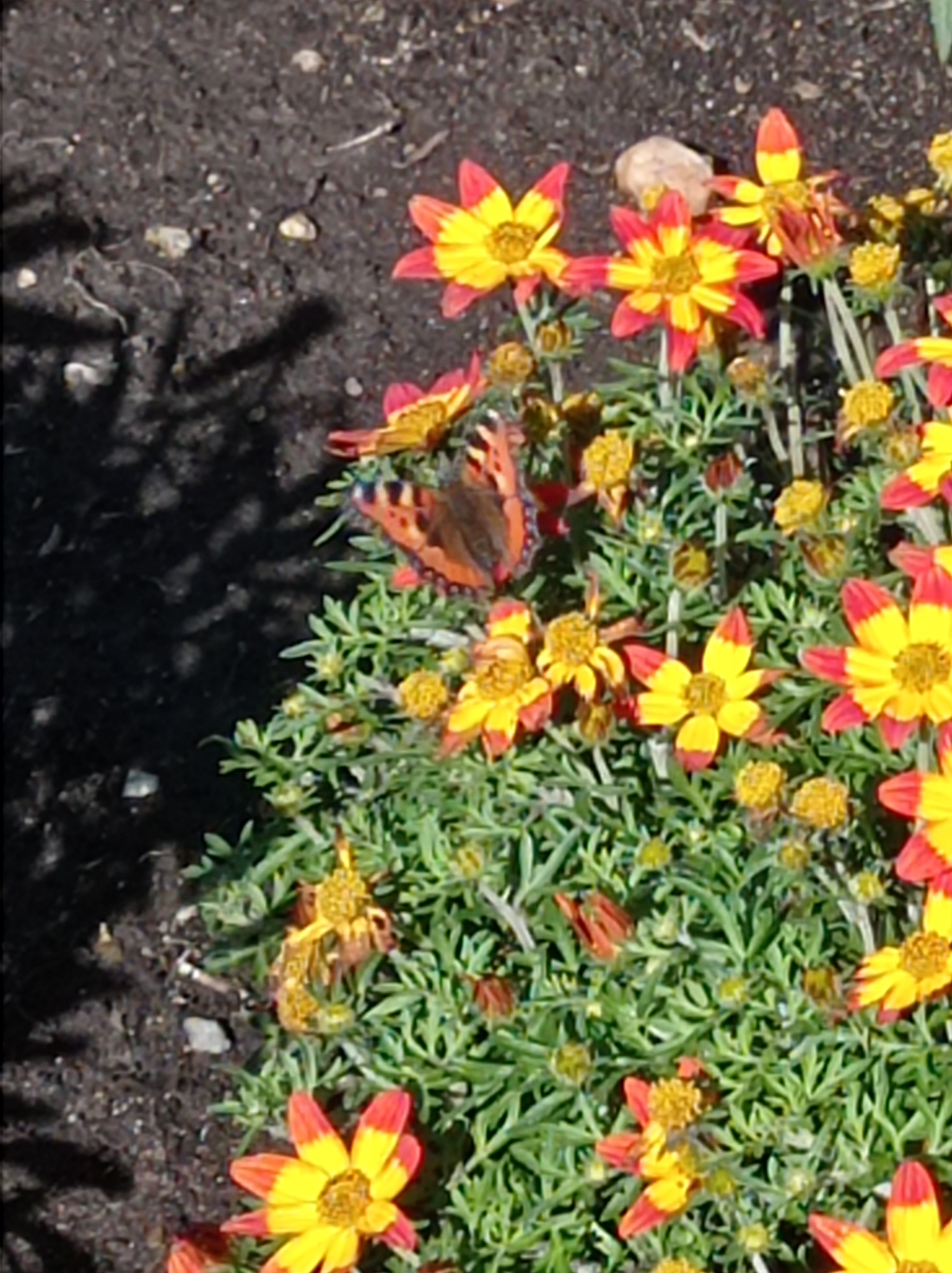 The image shows a close-up of a butterfly with orange and black markings resting on green foliage with yellow and red flowers. The background is a dark, granular soil, possibly dirt or gravel, with some small stones visible. A shadow is cast on the soil to the left of the foliage. The image appears to have been taken outdoors. There is no information in the image to suggest a location in Degtyarsk, Russia.