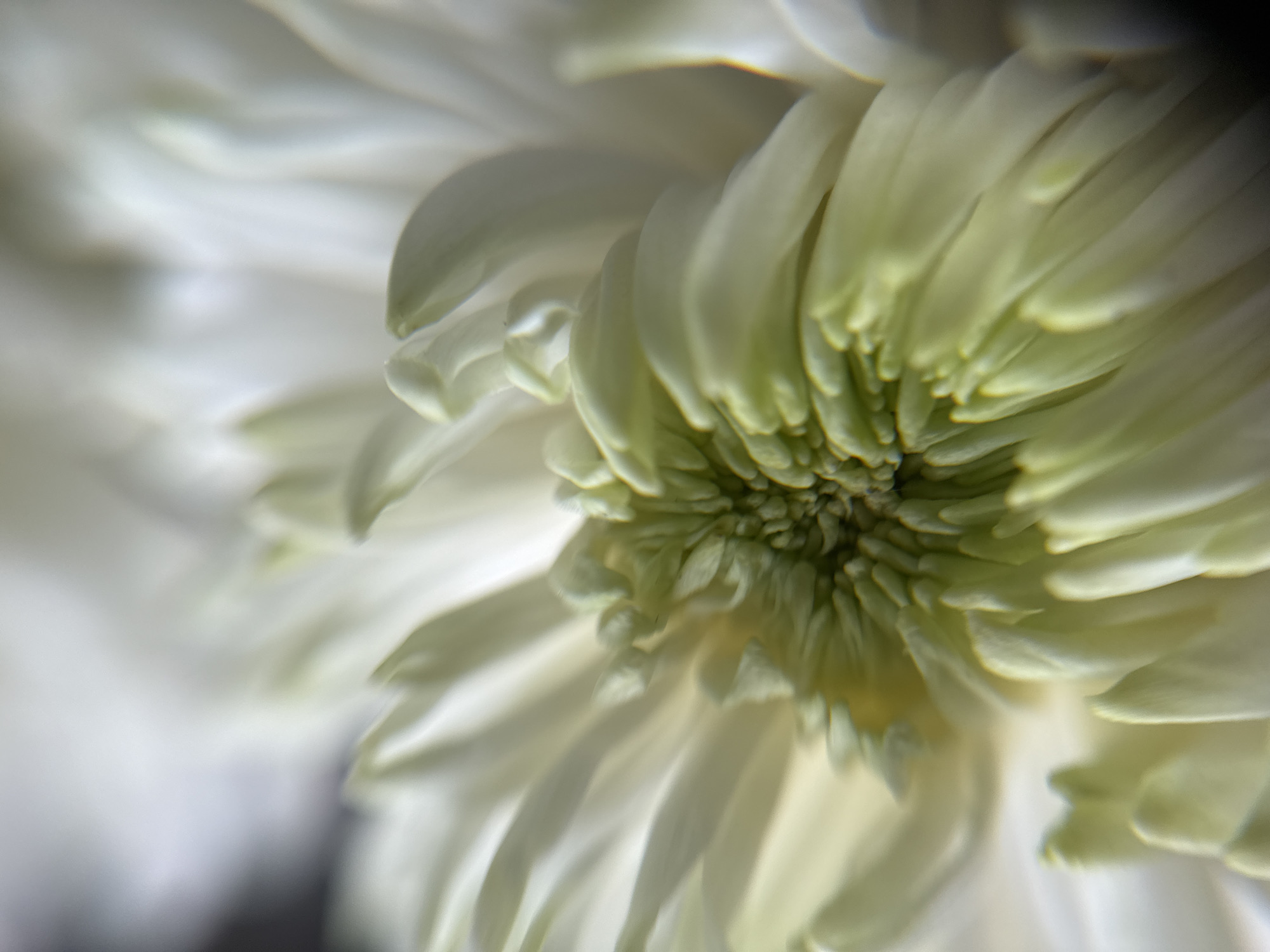 This is an extreme close-up, macro photograph of the center of a white chrysanthemum flower. The petals are layered and densely packed, with some appearing creamy white and others having a pale green hue towards the center. The focus is sharp on the intricate textures of the petals and the stamen-like structures in the middle, while the outer edges of the petals and the background are softly blurred, creating a dreamy and ethereal effect. The lighting is soft and diffused, highlighting the delicate folds and curves of the flower. The image does not contain any elements related to the city of Боголюбово, Russia, nor does it depict any people, actions, or interactions.