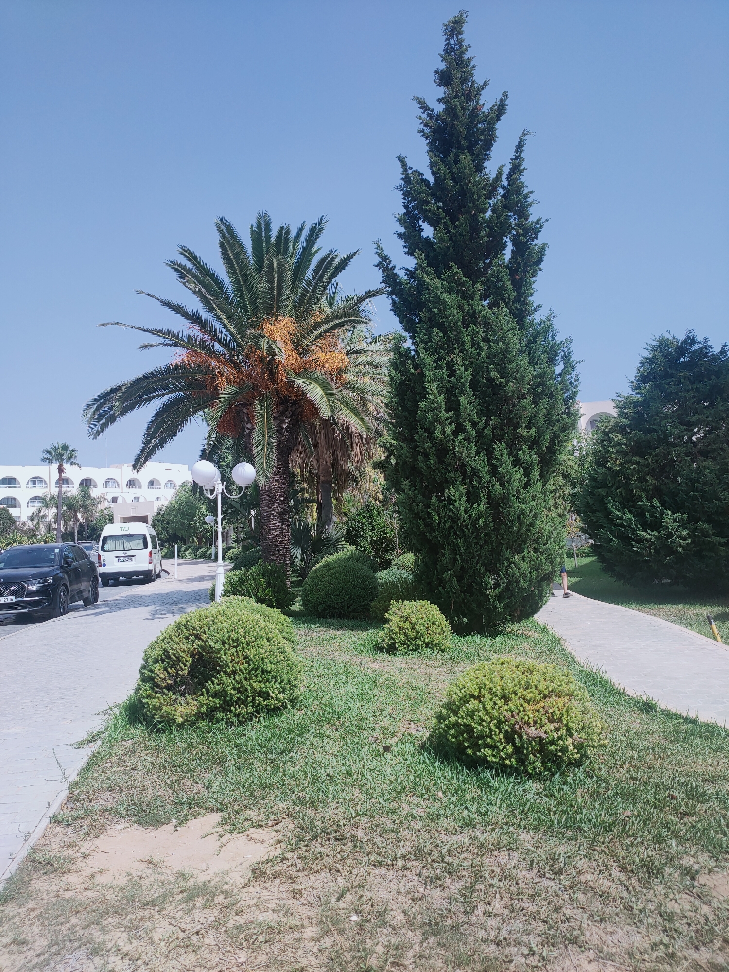 A tall, narrow evergreen tree stands prominently in a landscape alongside a palm tree. In the foreground, several round, manicured green bushes are scattered on a lawn. A paved walkway curves through the scene, bordered by grass. On the left side of the walkway, a black SUV is parked on the side of the road. Further down the road, a white van is visible, and behind it, a large building with arched windows and a light-colored facade is seen. The sky above is clear and blue.