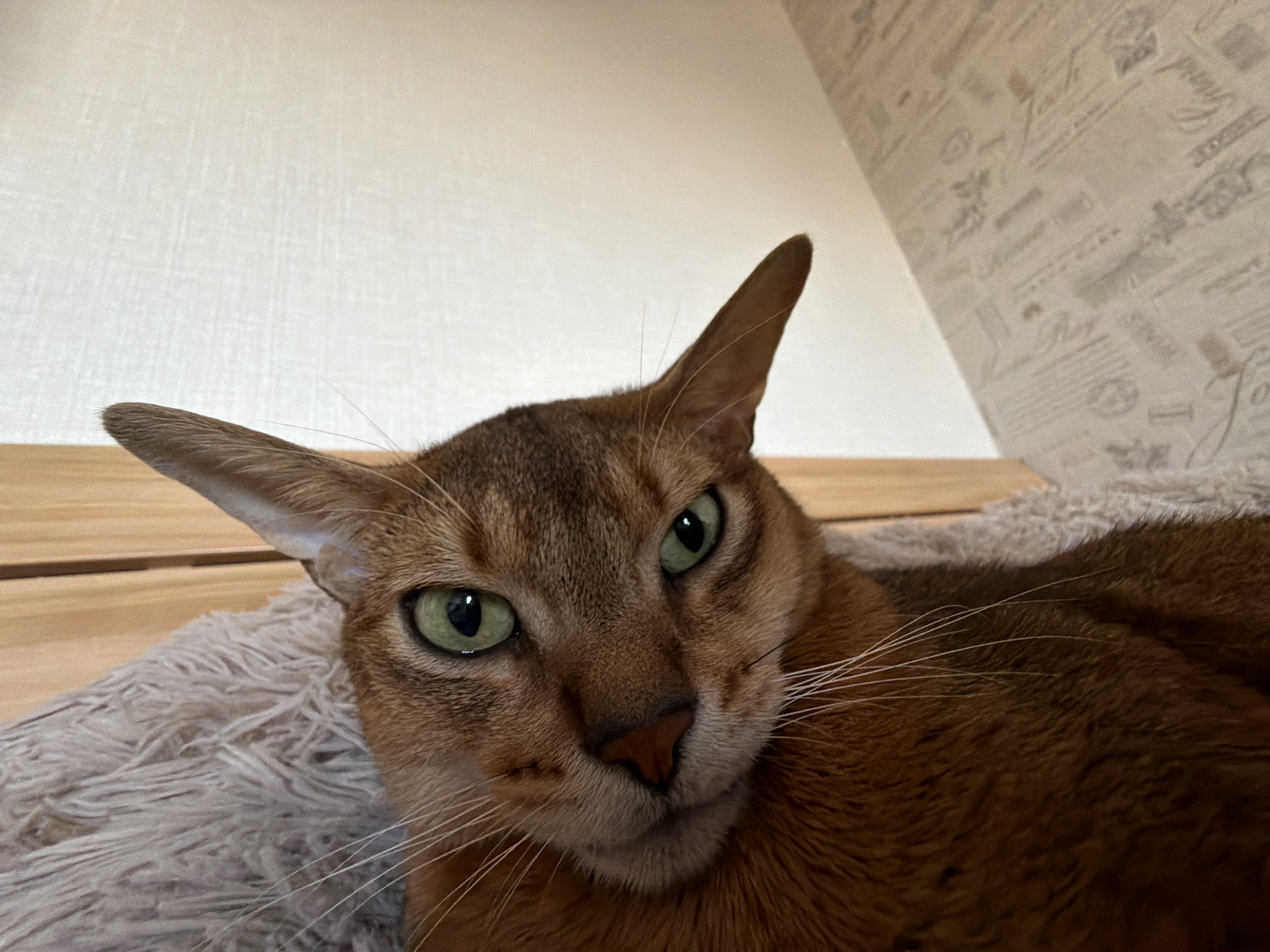 A close-up shot depicts an Abyssinian cat. The cat has a brown coat, green eyes, and large, pointed ears. It lies on a gray furry blanket or bed. The background includes a light-colored wall on the left and a wall covered with patterned wallpaper on the right, suggesting an indoor setting. The image was not taken in Chaikovsky, Russia, as there is no forensic information indicating the location.