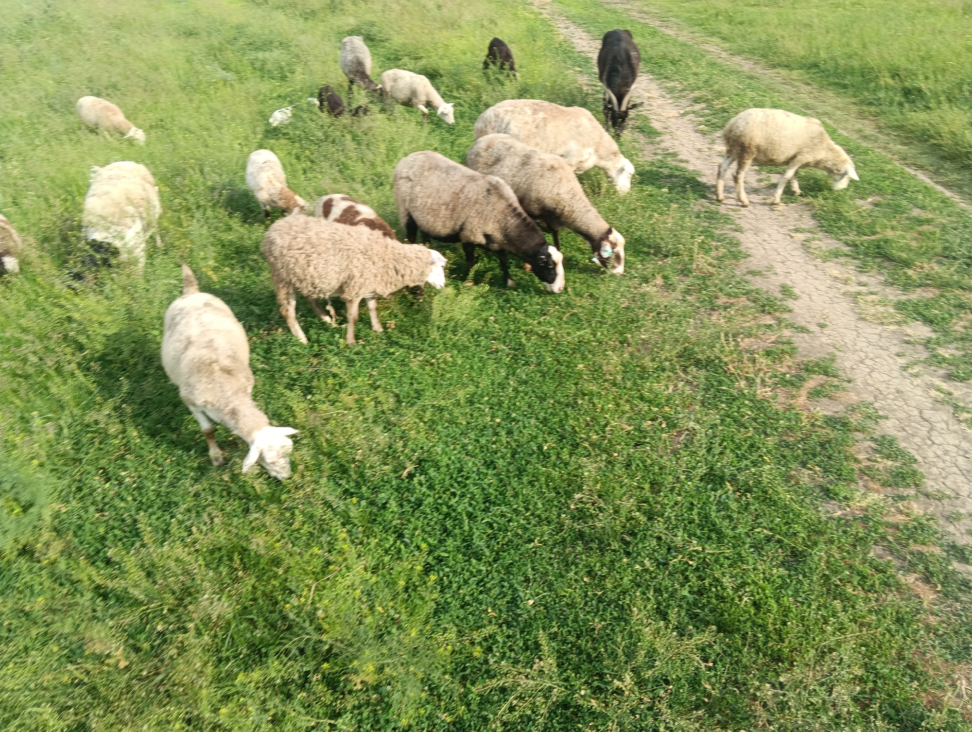 The image displays an outdoor pasture or field in Unknown, Unknown, under bright daylight. A flock of approximately 18 to 20 sheep is dispersed across the scene, predominantly engaged in grazing. The sheep exhibit various coat colors, including white, cream, light brown, dark brown, black, and mottled brown and white patterns. Their heads are lowered, indicating active consumption of the green grass that covers the ground. A dry, cracked dirt path winds through the right side of the frame, extending from the mid-ground towards the background. The vegetation consists mainly of lush green grass with some interspersed wild foliage. The perspective is slightly elevated, looking down upon the grazing animals and their environment.