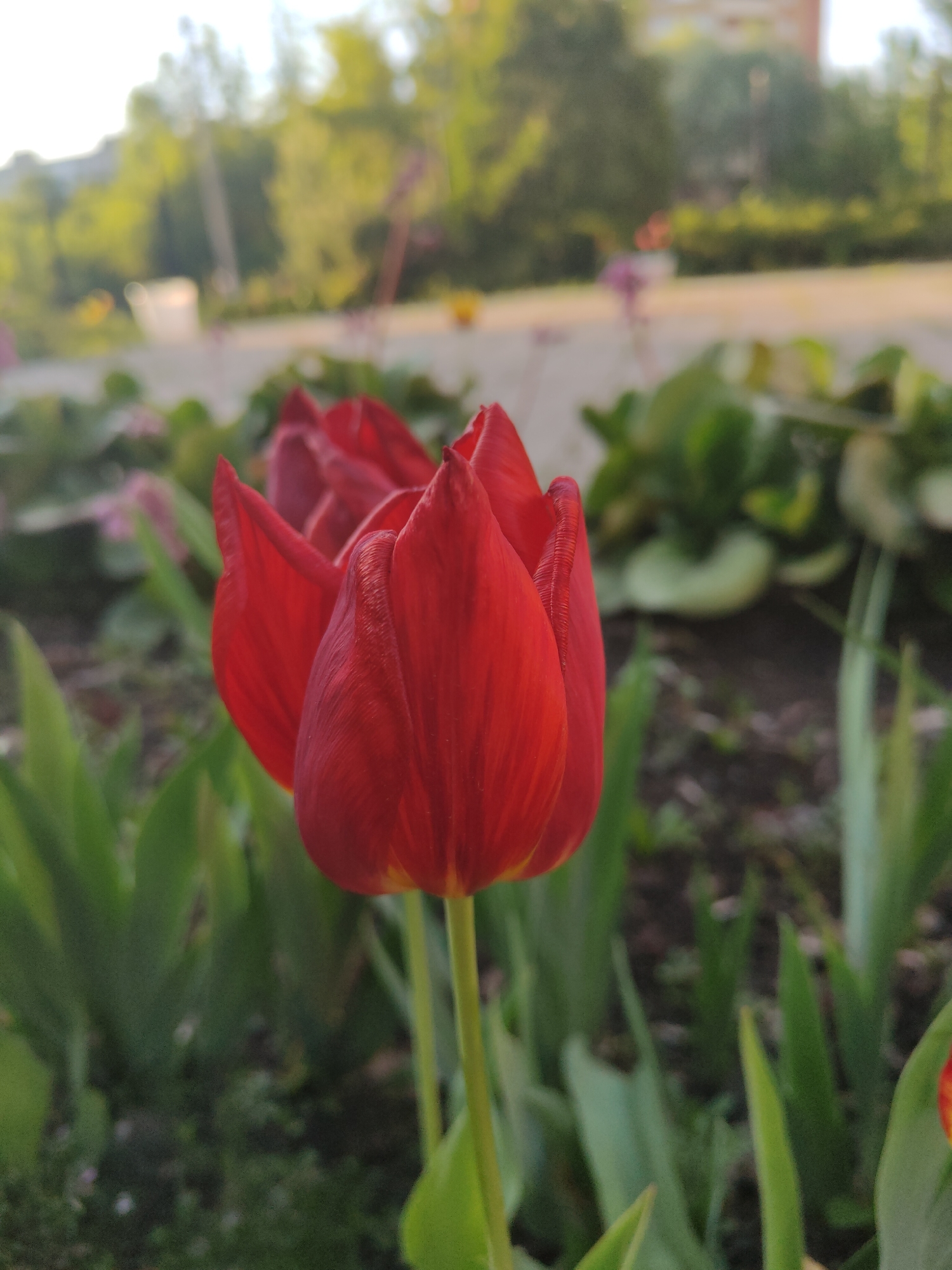 A close-up captures a red tulip in a garden setting. The tulip's petals are closed, giving it a pointed, oval shape. Behind the main flower, another tulip of the same color is partially visible. The immediate surroundings consist of green leaves and stems of the tulip plants, with the bare earth of the garden bed in the background. Further back, out-of-focus foliage and what appears to be a concrete barrier or low wall can be seen, topped by more greenery. In the far background, indistinct shapes possibly suggest buildings or structures, all bathed in soft, natural light.