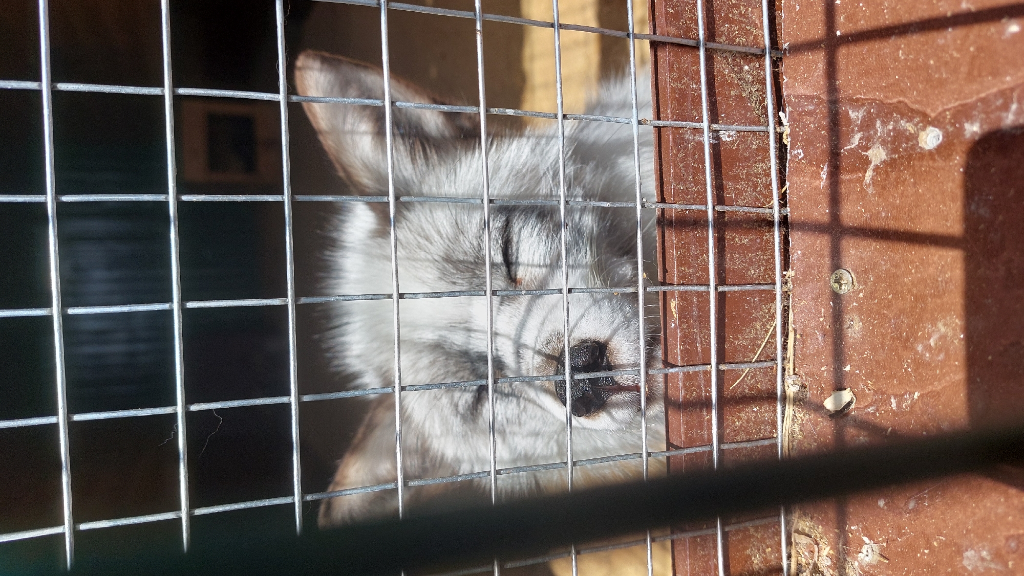 A close-up shot captures a silver-furred fox with its eyes closed, its snout pressed against a wire cage. The fox's fur is a mix of white and gray, with darker markings around its nose and ears. The cage bars create a grid-like pattern across the image, partially obscuring the animal. Behind the fox, the cage interior is dark, with a glimpse of what appears to be a small, framed opening on the back wall. The foreground of the cage, at the bottom of the frame, shows a dirty, brown surface littered with debris, possibly sawdust or straw, and a few screws. The lighting suggests an outdoor setting, casting shadows through the cage onto the ground. The overall impression is of an animal in an enclosure, perhaps in a zoo or sanctuary.