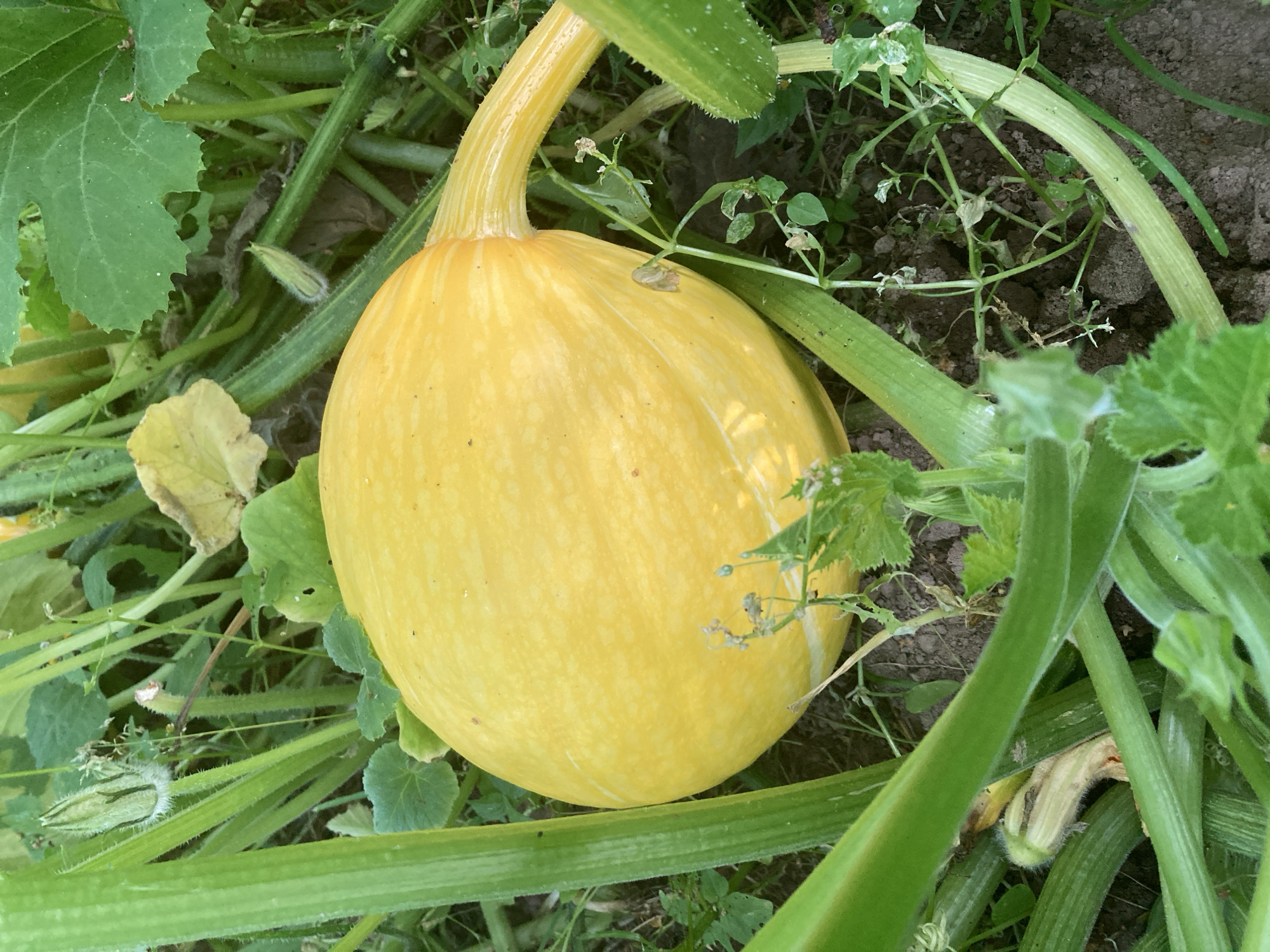 A yellow spaghetti squash is growing on a vine amongst green leaves and stems. The squash is smooth and elongated with faint lines running lengthwise. A stem extends from the squash and curves to the right. The ground beneath is dark soil with some dry leaves and small green plants. The scene appears to be outdoors in a garden or farm setting, likely in the city of Zhodzinski Sel'ski Sovet, Belarus.