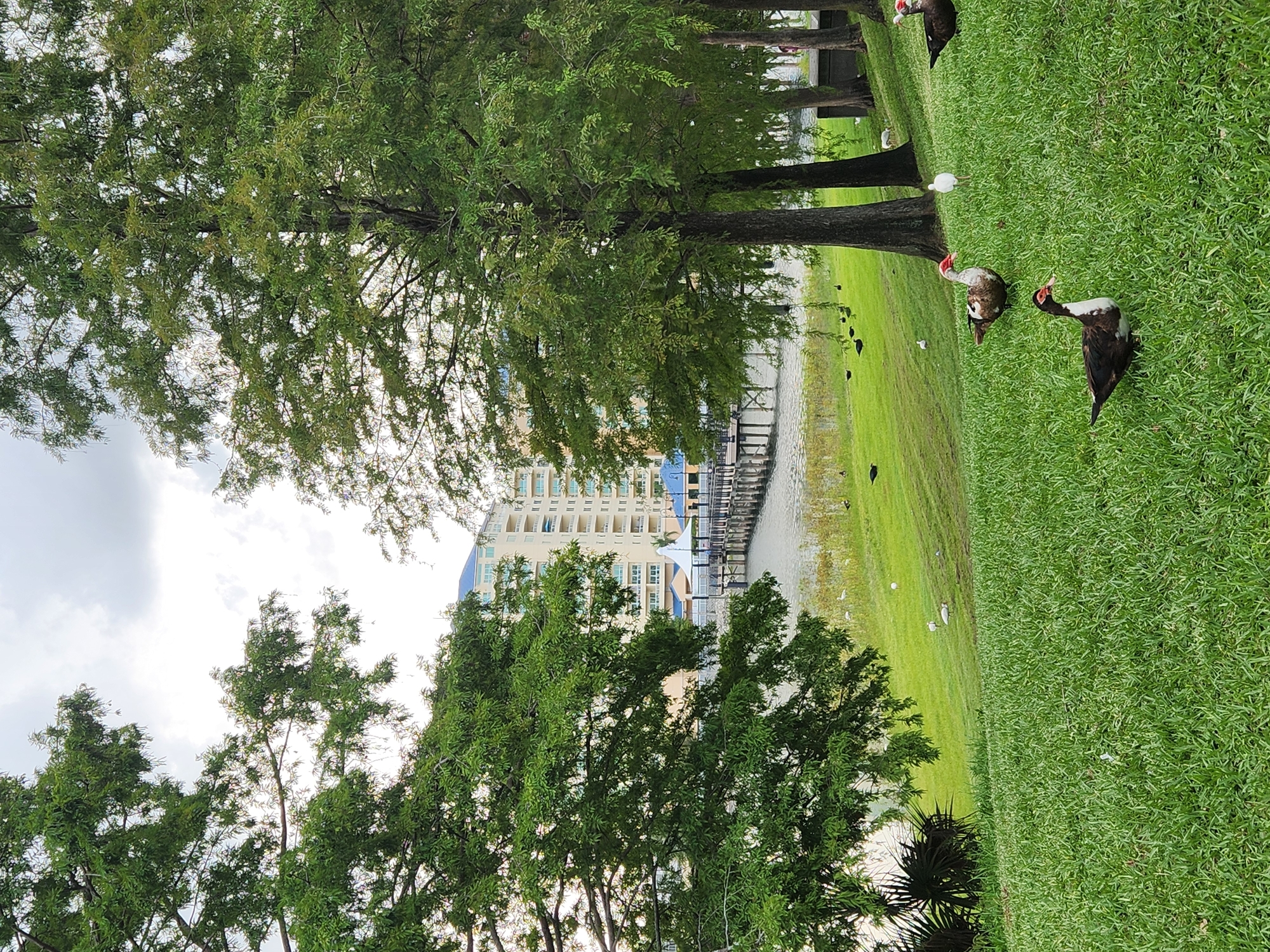 In Altamonte Springs, Florida, USA, this image captures a picturesque scene by a lake. Tall, mature trees with lush green foliage dominate the foreground, their branches extending across the frame and casting dappled shadows on the vibrant green lawn. A body of water, likely the lake, is visible beyond the trees, reflecting the overcast sky. A wooden pier extends into the water, leading to a building with a blue roof in the distance. Several ducks are scattered across the grassy incline, some foraging and others standing alert. A white bird is also visible on the lawn. The overall ambiance is tranquil and serene, suggesting a public park or recreational area.