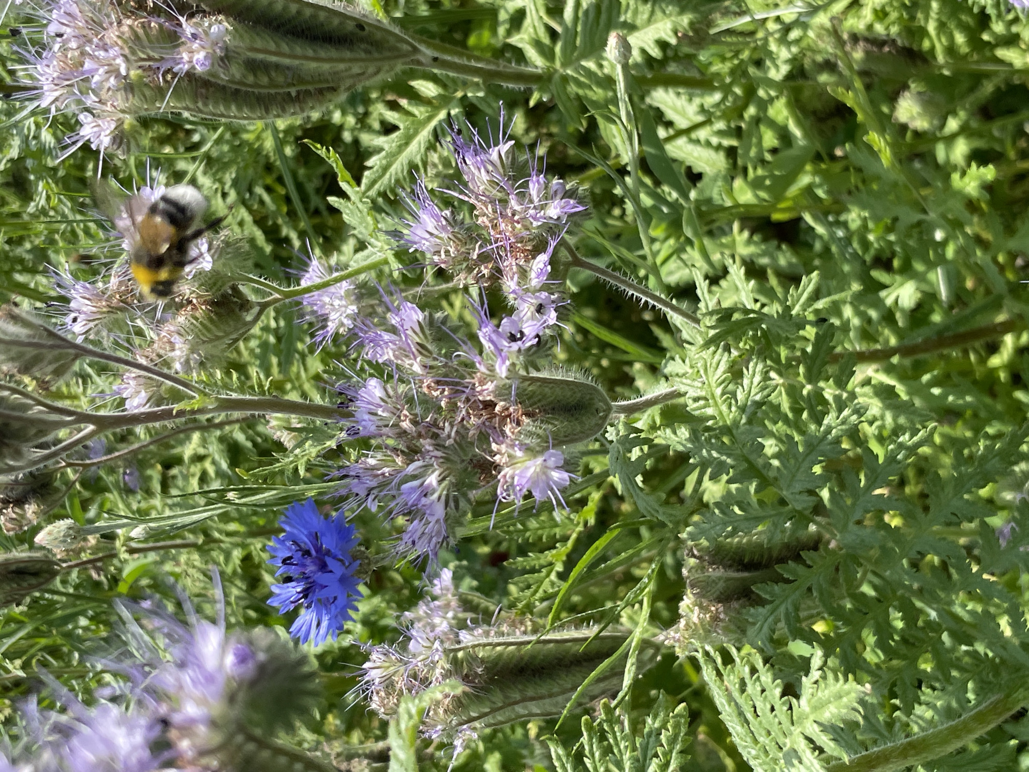 A bumblebee with yellow and black markings is in flight, its wings blurred, near a cluster of pale purple flowers. In the foreground, a single vibrant blue cornflower stands out against the green foliage and other purple flowers. The scene is a close-up shot of a meadow or garden, with a focus on the bee and the flowers. The lighting suggests a bright, sunny day. The location is a meadow near Nausis/Wincherode, Germany.