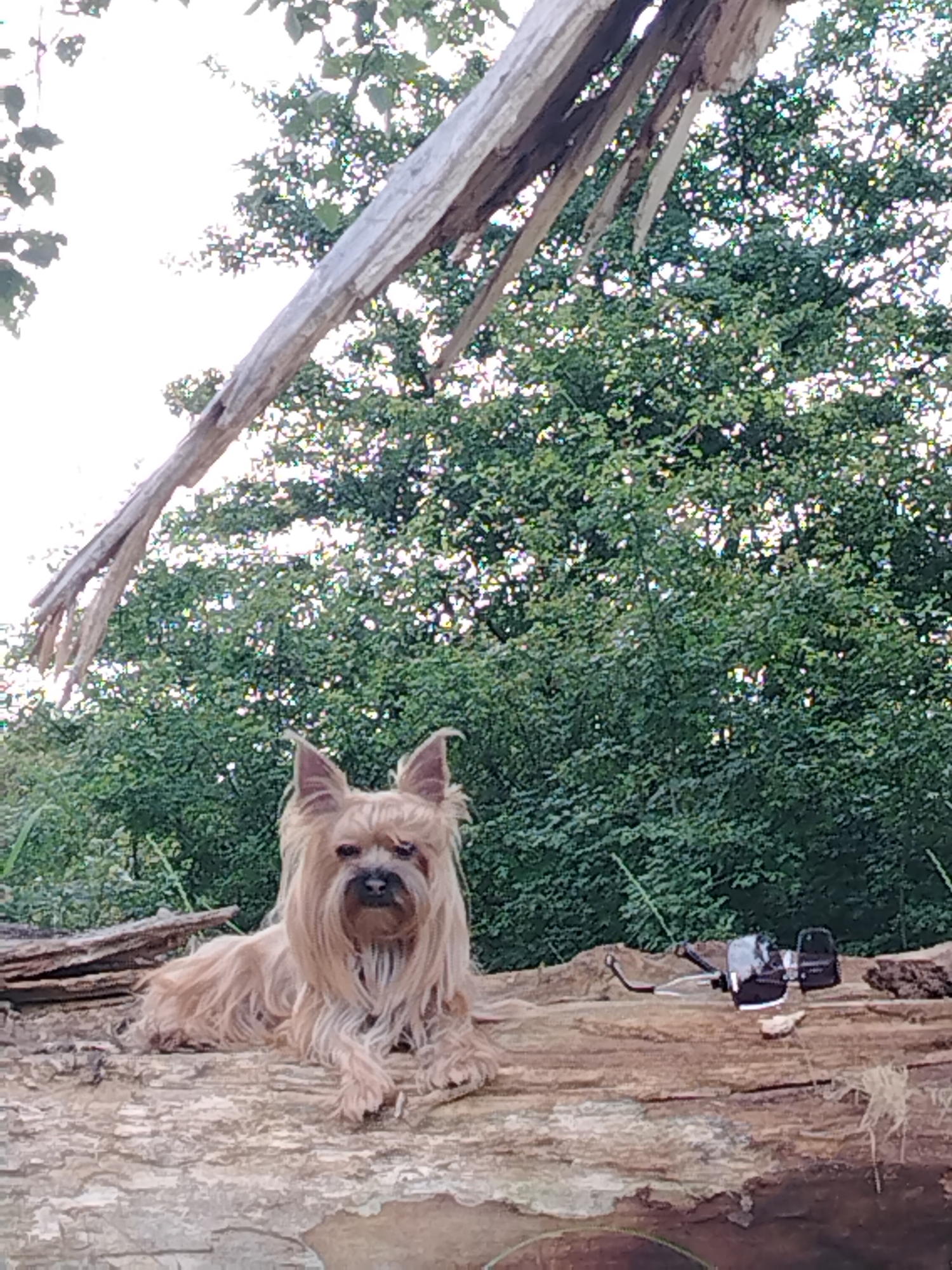A small, tan dog with long, shaggy fur and prominent ears lies on a rough, textured log. The dog is positioned in the center-left of the frame, looking directly at the camera with dark eyes and a black nose. Its front paws are crossed. To the right of the dog on the same log, there is a black electronic device with some wires attached, possibly a camera or camcorder. The background is dominated by lush green foliage from trees, with a bright, overcast sky visible through the leaves. A large, weathered piece of wood, splintered at the end, extends diagonally from the top left corner of the frame across the upper portion of the image. The overall scene appears to be outdoors, in a natural setting.