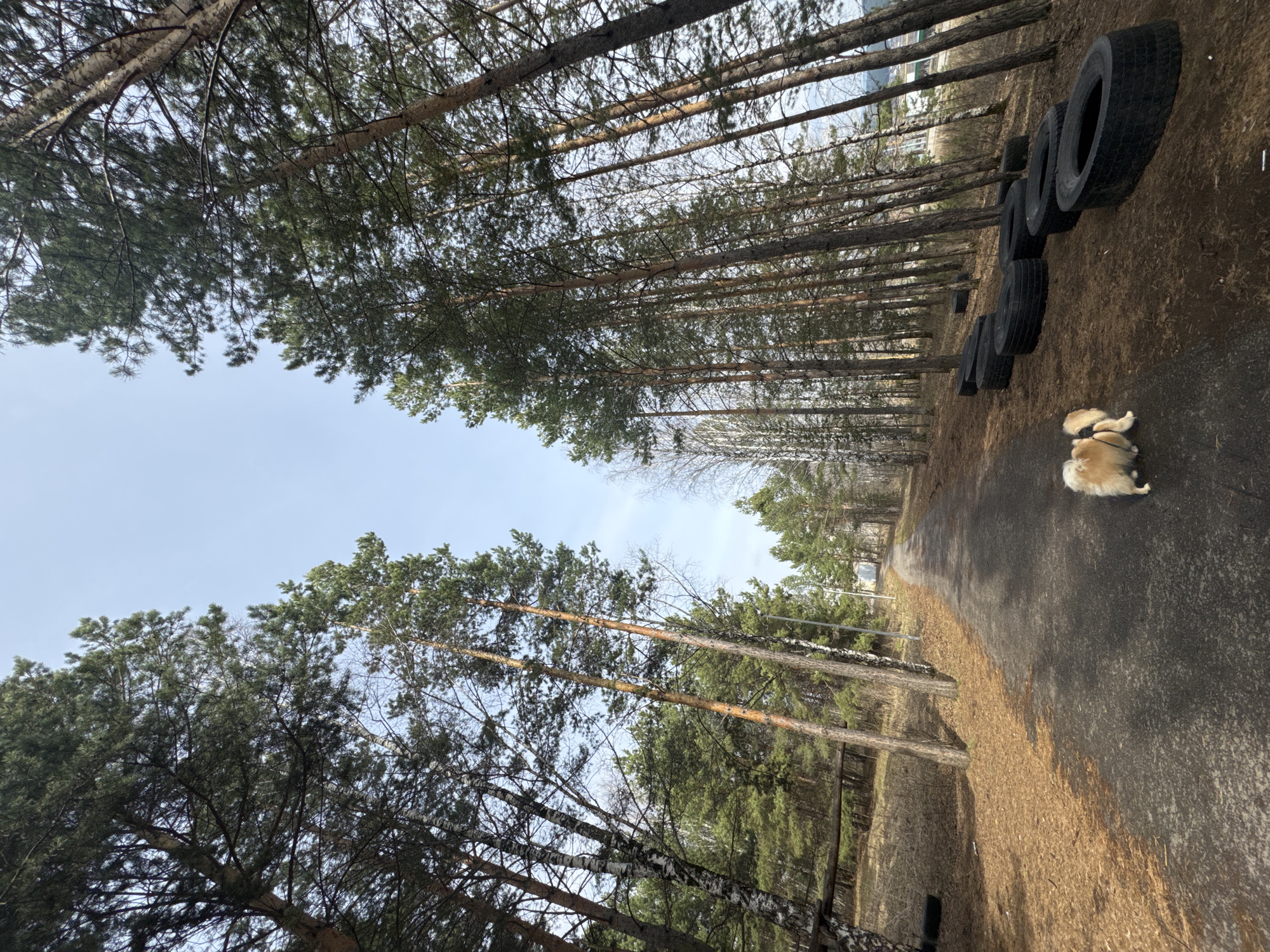 The image depicts an unpopulated outdoor scene in Yuryuzan', Russia. The view is upwards towards tall trees lining a road. The trees form a canopy overhead. A dog lies on the road near stacked tires. The road leads into the distance.
