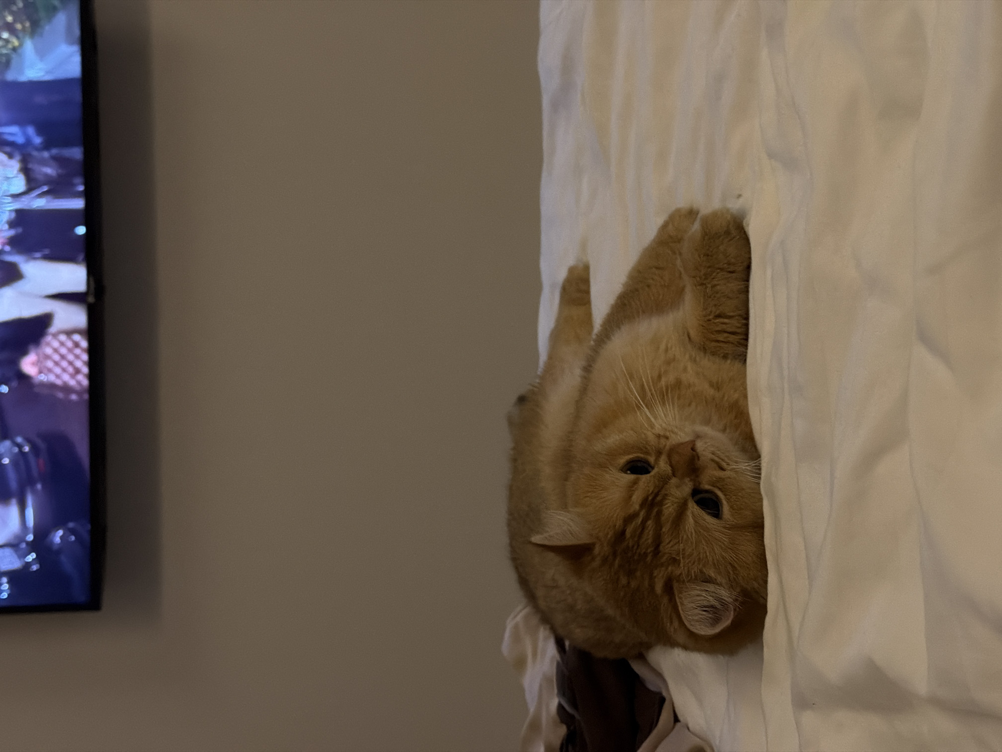 A medium shot depicts an orange cat lying upside down on a white bed sheet. The cat's face is prominent, with its eyes open. To the left of the cat, a television screen displays moving images. A light beige wall is visible behind the television and the bed.